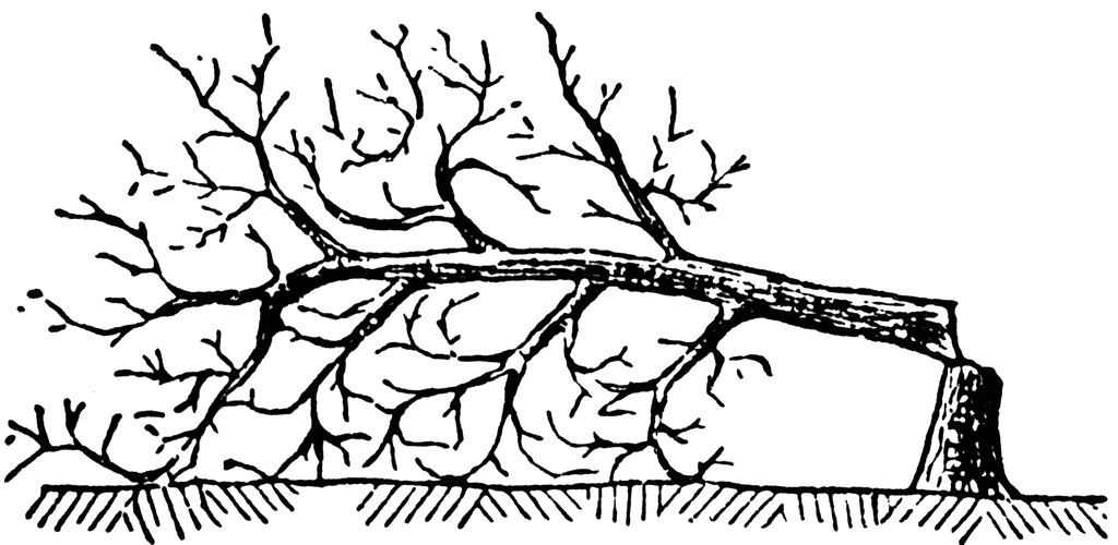 Netflix’s Train Dreams Is Beautiful, Moving, and Missing Something