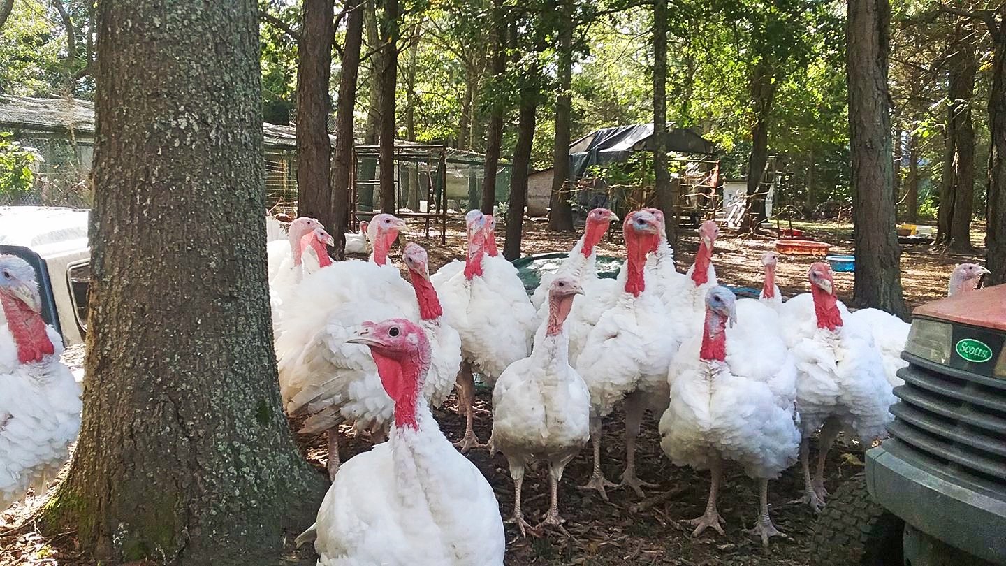 A group of white turkeys gathered in a wooded outdoor area with trees and some farm structures in the background.