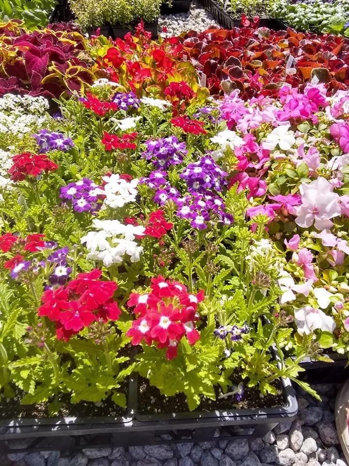 Colorful flowers in a garden center, including red, purple, pink, white, and yellow blossoms.