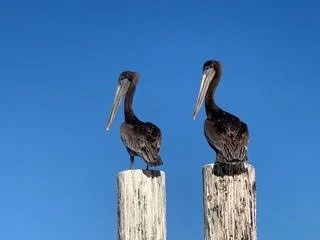 Pelican in Sausalito