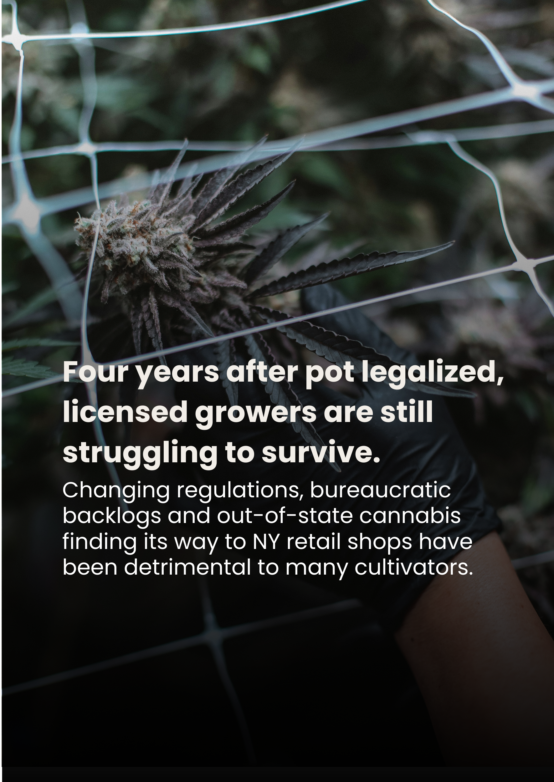 Four years after pot legalized, licensed growers are still struggling to survive.