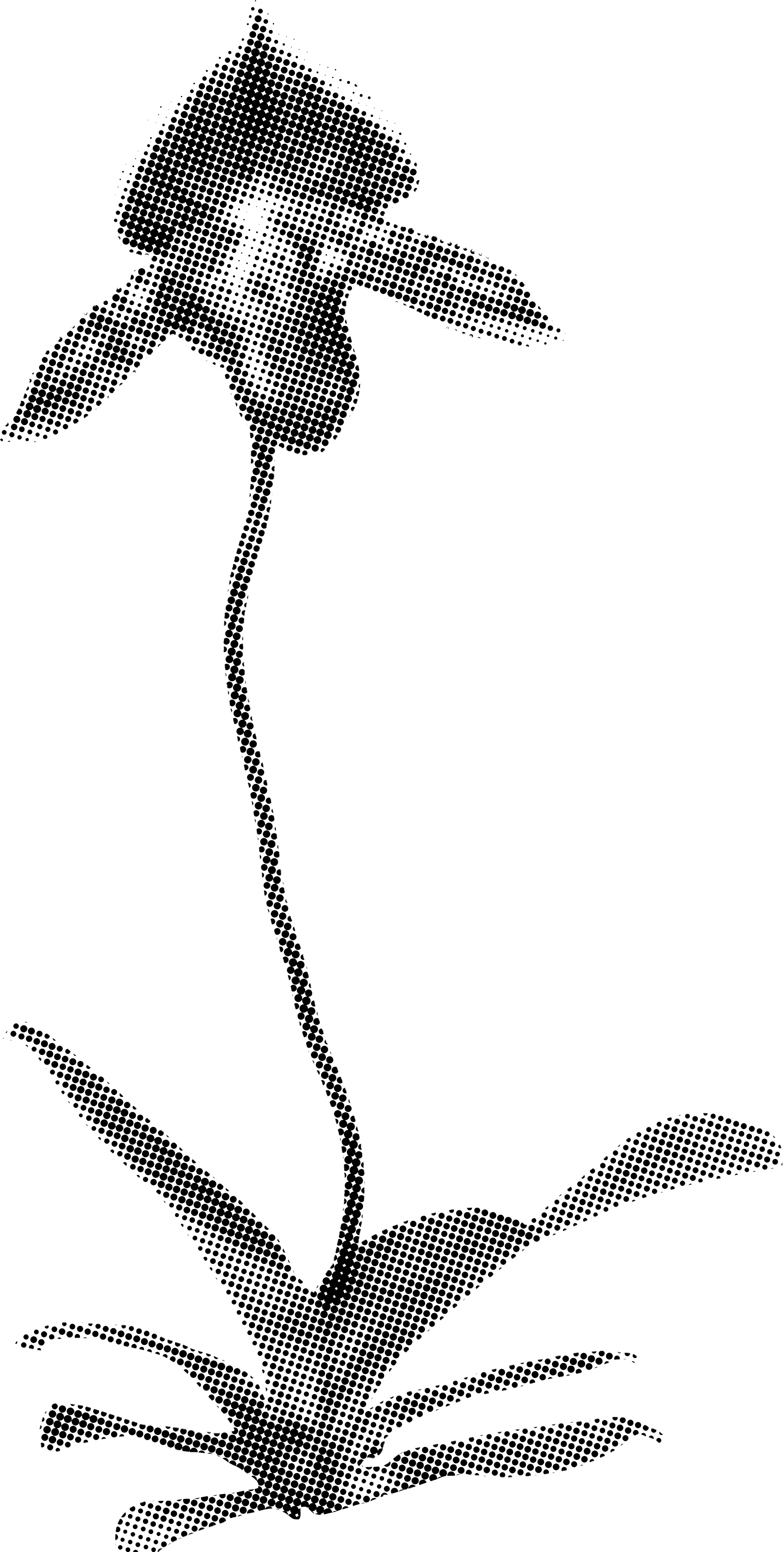 Outline of a flower with a single stem, leaves, and a bloom, created with small white circles on a black background.