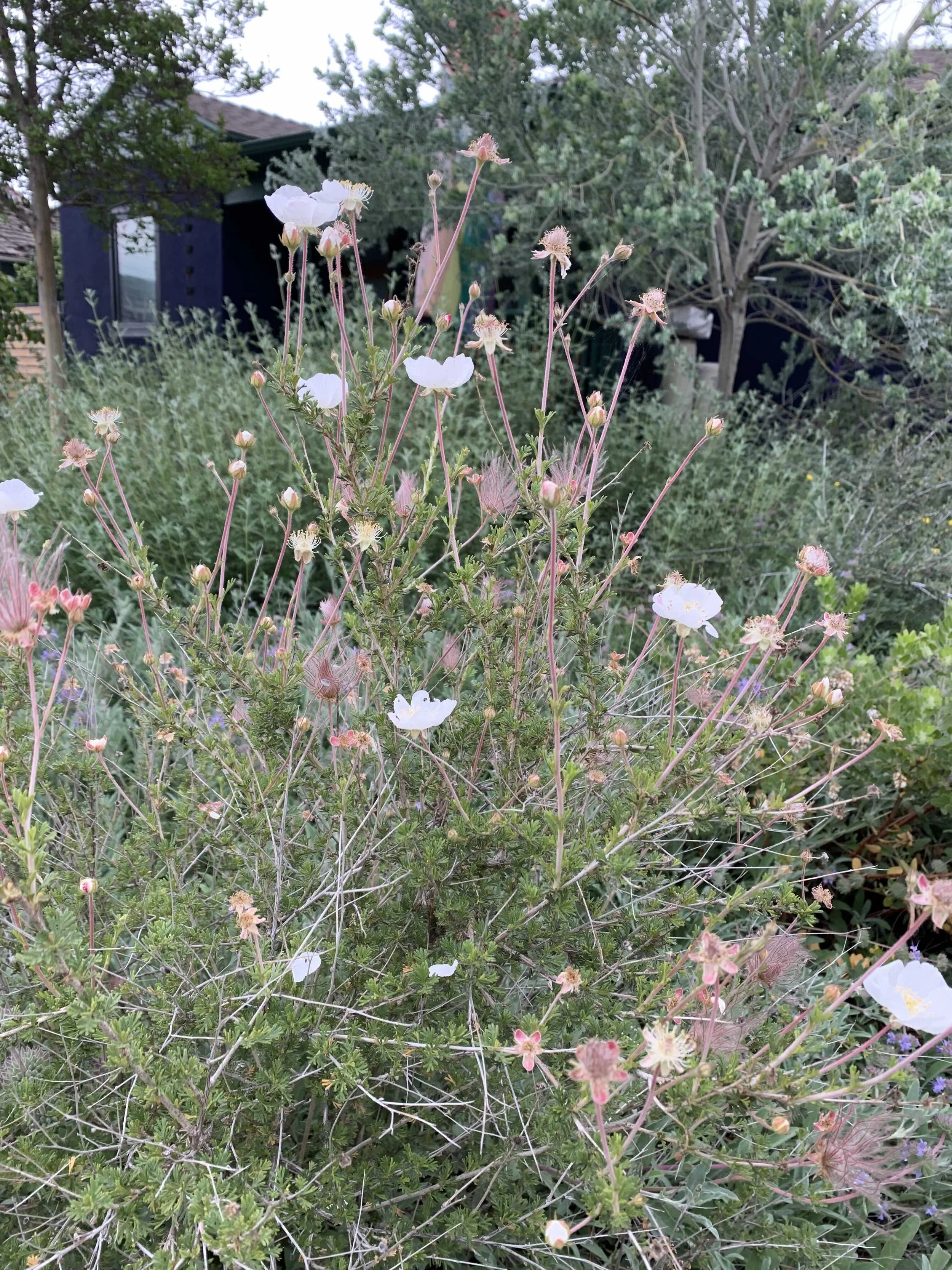 223 Lima - frontdetail-apacheplumesm- 5-25.jpg