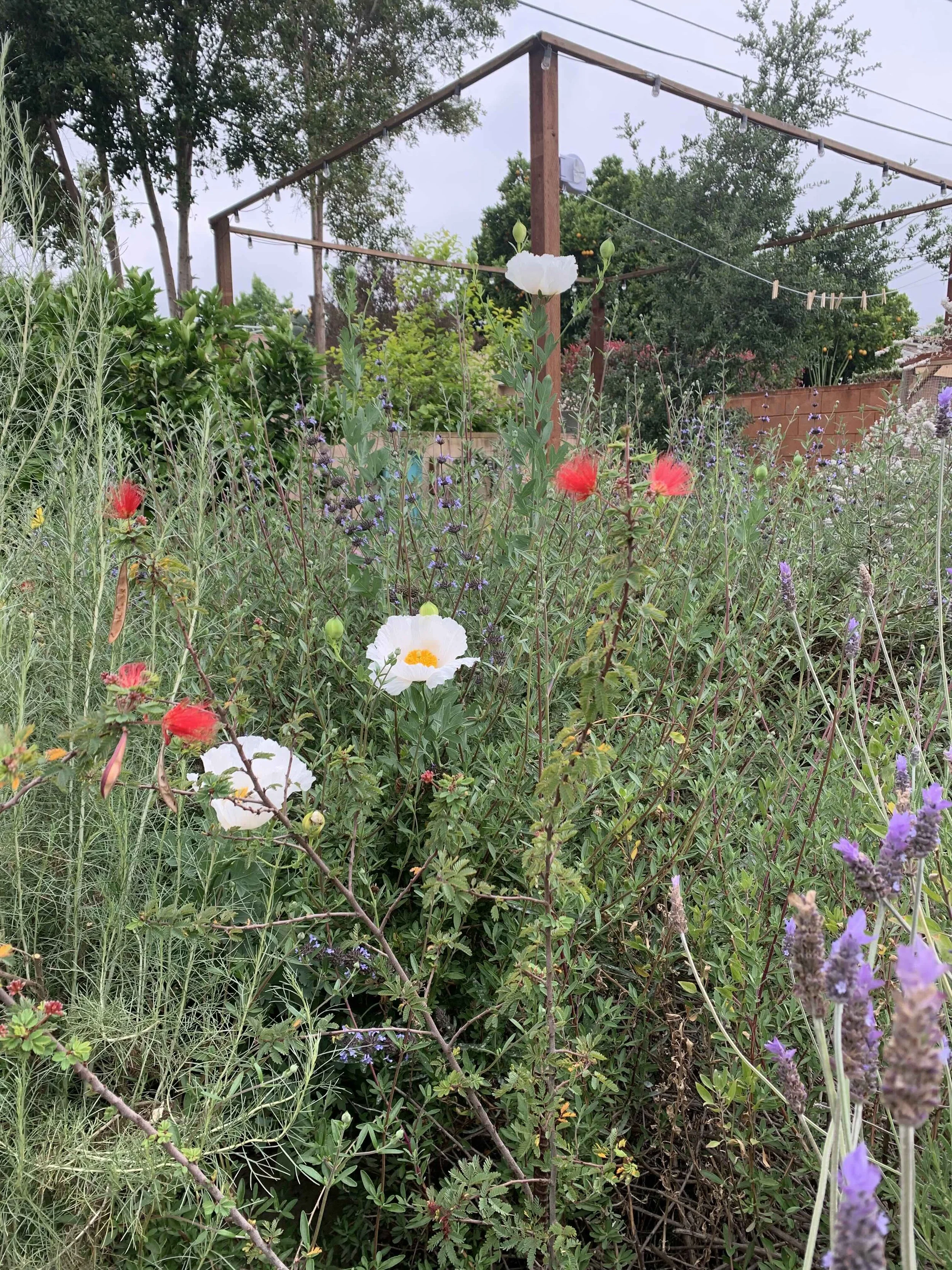 223 Lima - backyard - matilija - 5-25.jpg