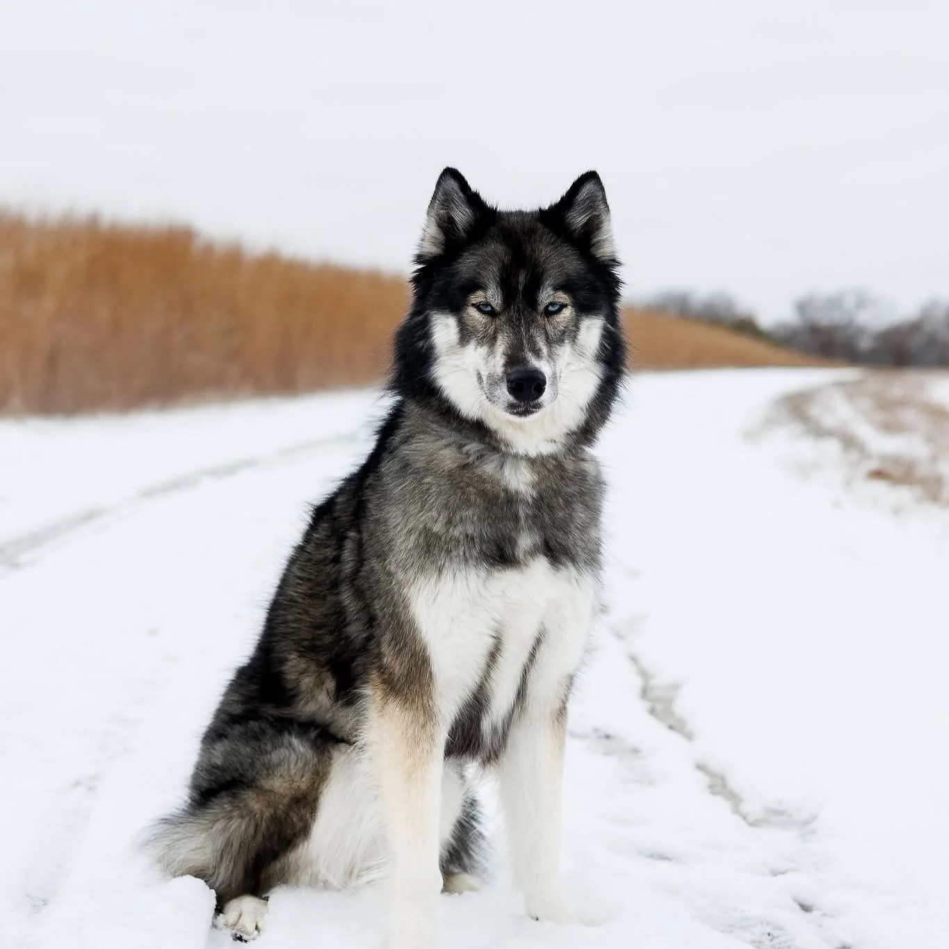 Saint Charles Pet Photographer