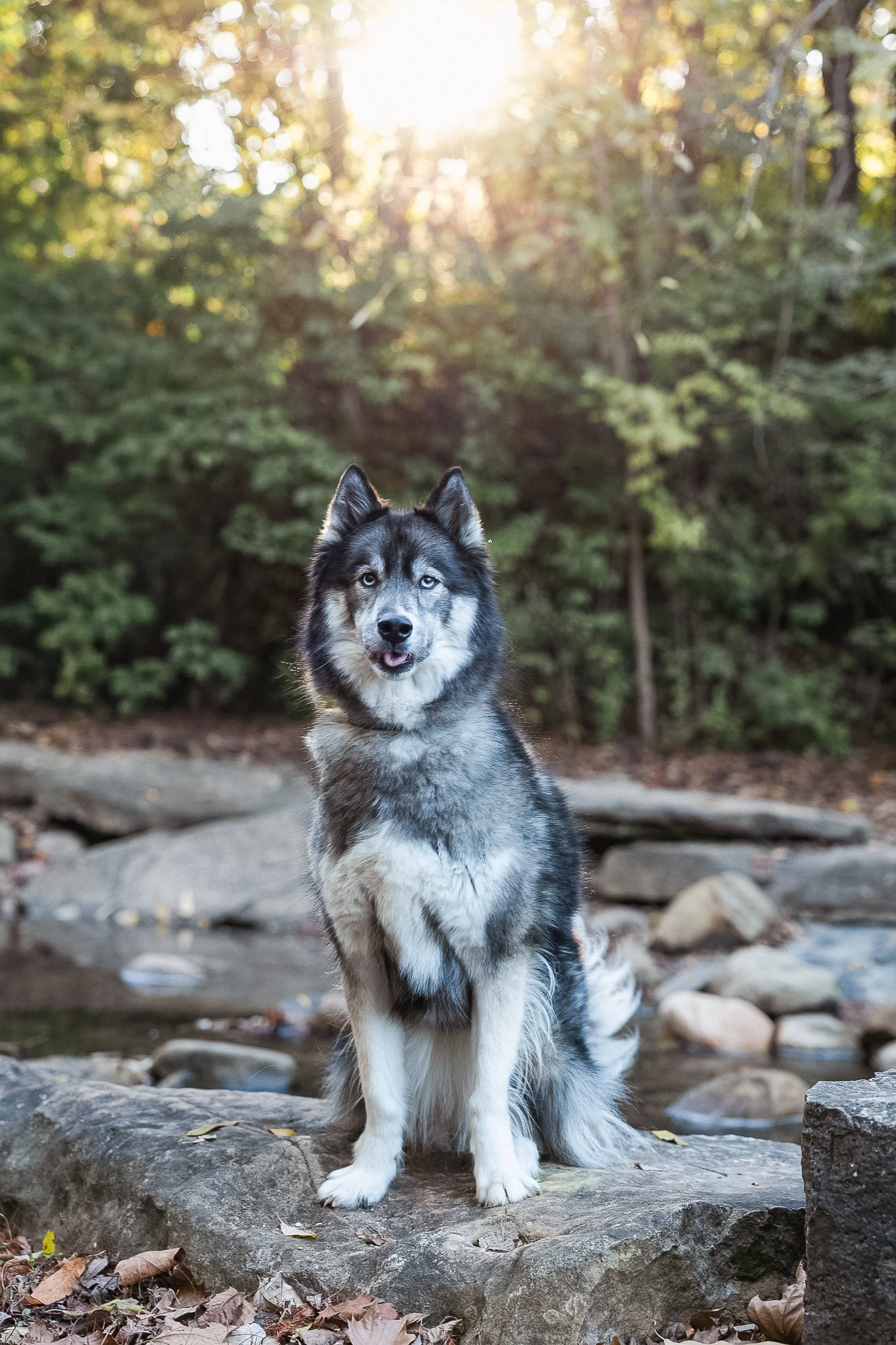Saint Louis Pet Photographer