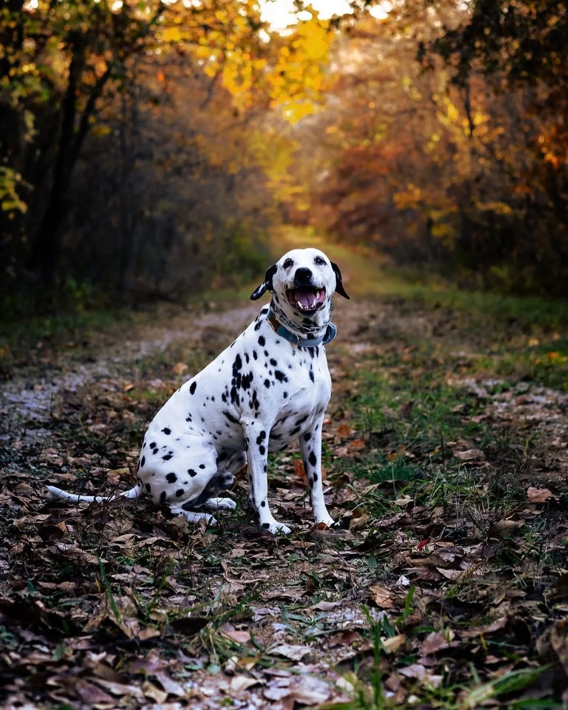 Saint Charles Pet Photographer