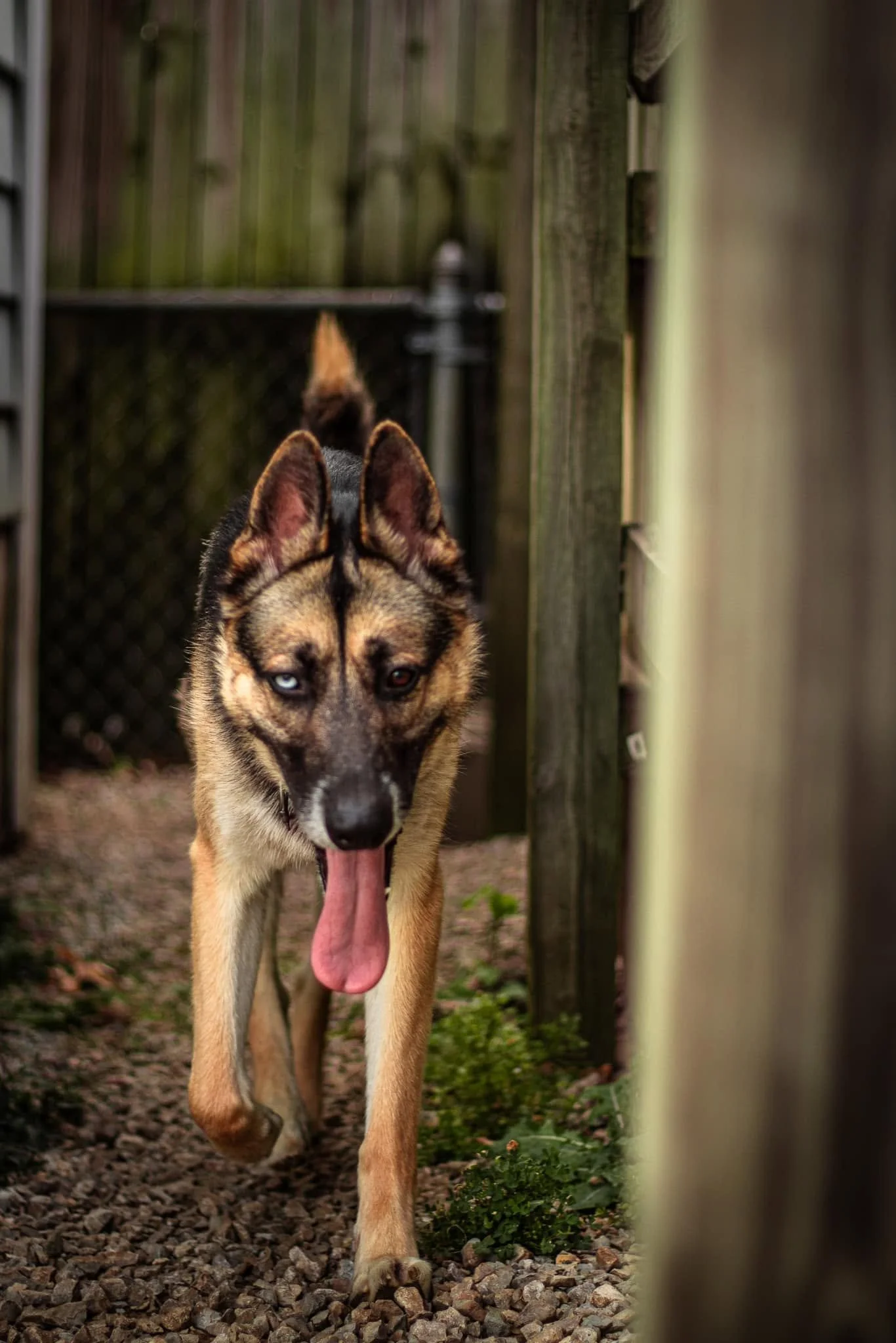 Saint Charles County Pet Photographer