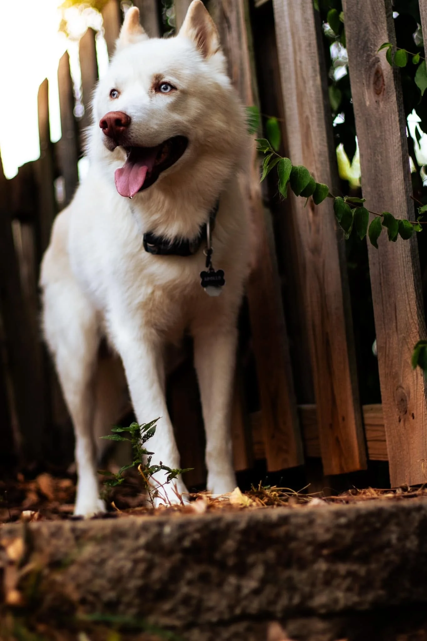 A white Siberian Husky with blue eyes standing outdoors beside a wooden fence, with green foliage around.
