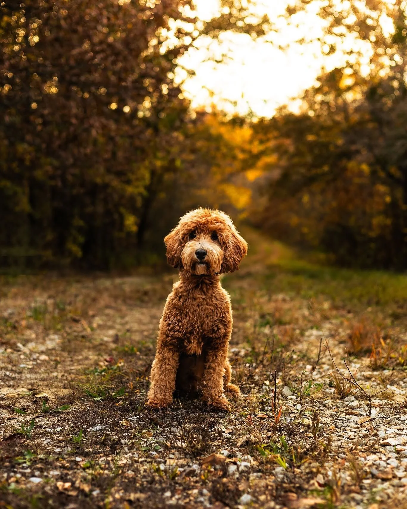 Saint Charles Pet Photographer