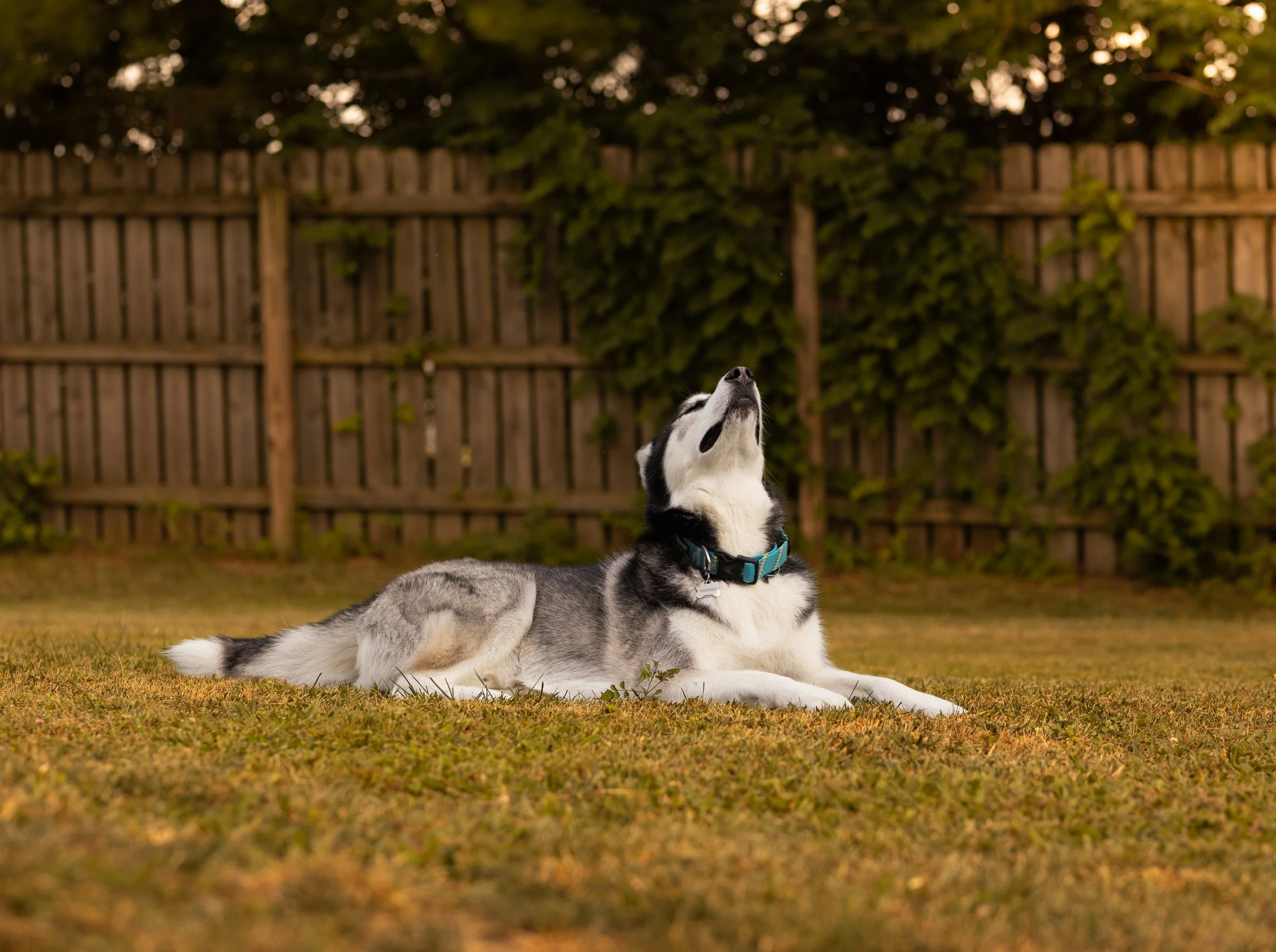 Saint Louis Pet Photographer