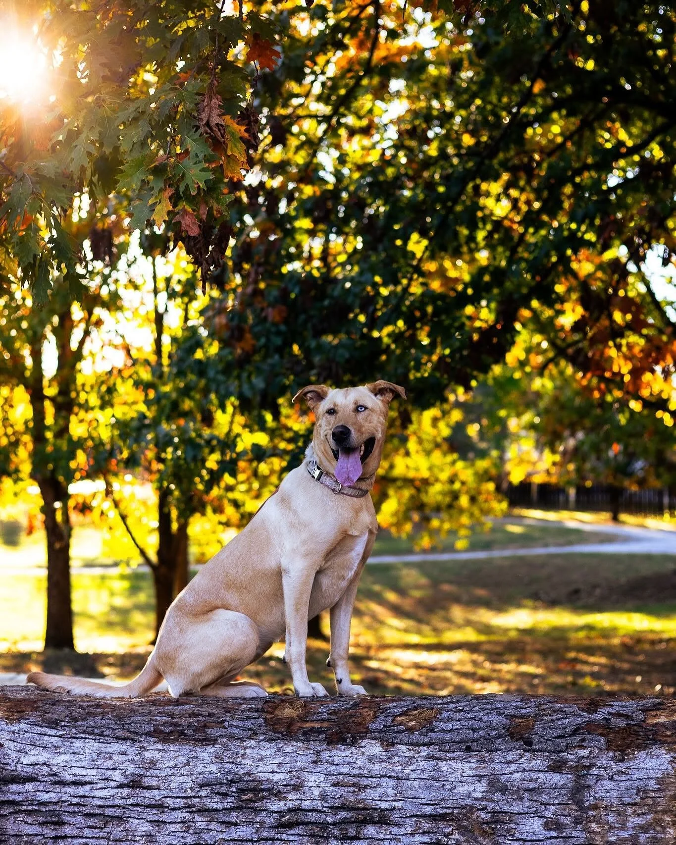 Saint Charles Pet Photographer