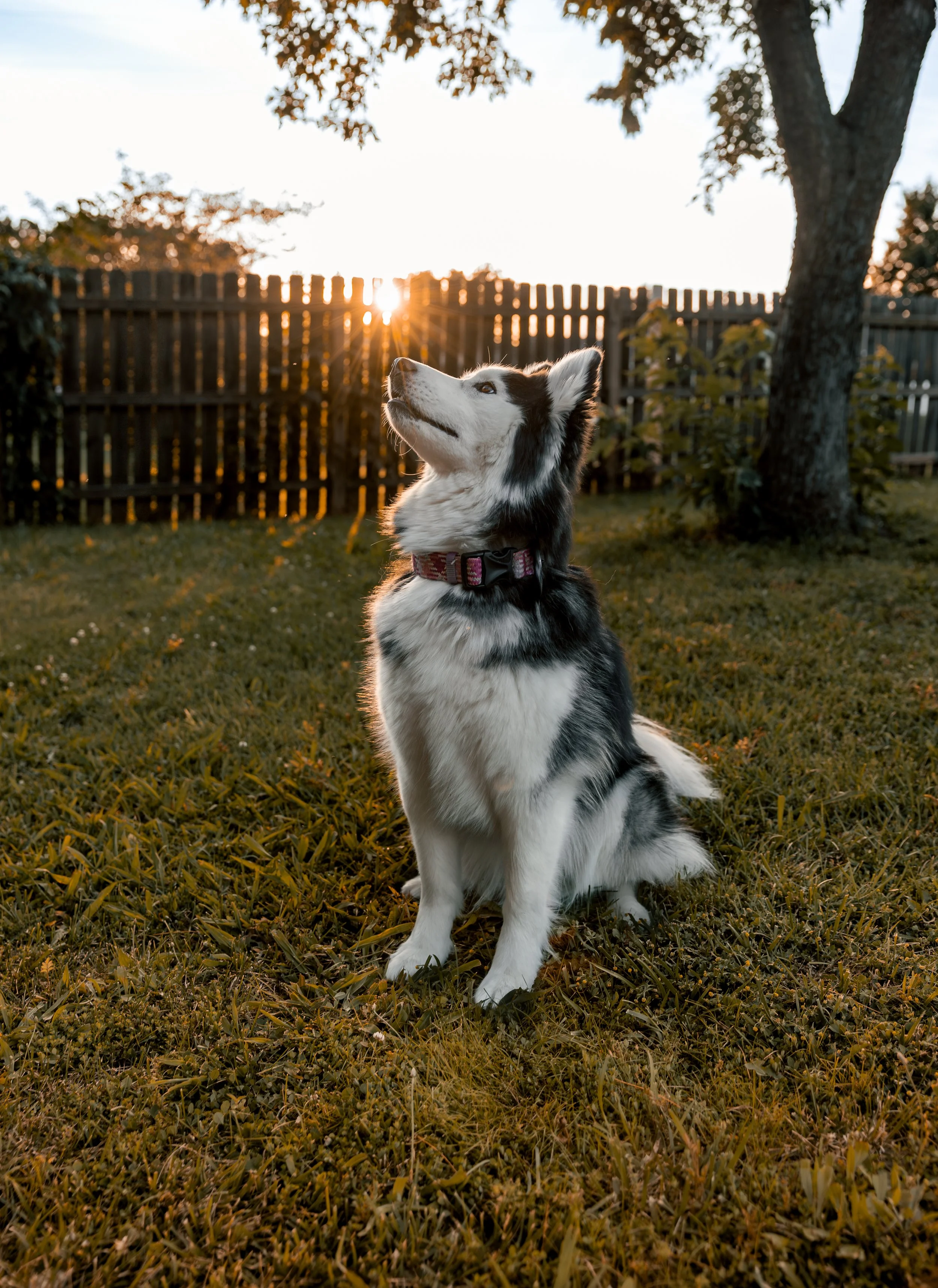 Saint Peters Pet Photographer