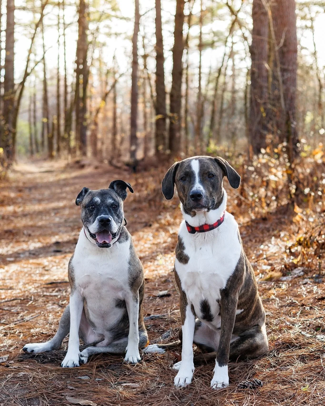 Two dogs sitting on a wooded trail with trees and fallen leaves in the background.
