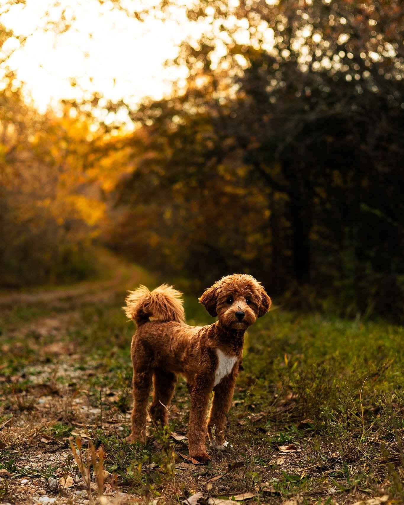 Saint Peters Pet Photographer