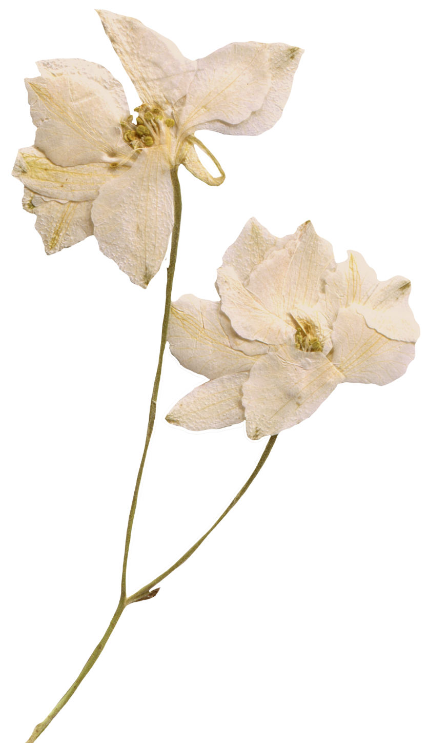 Wedding Cake Flowers