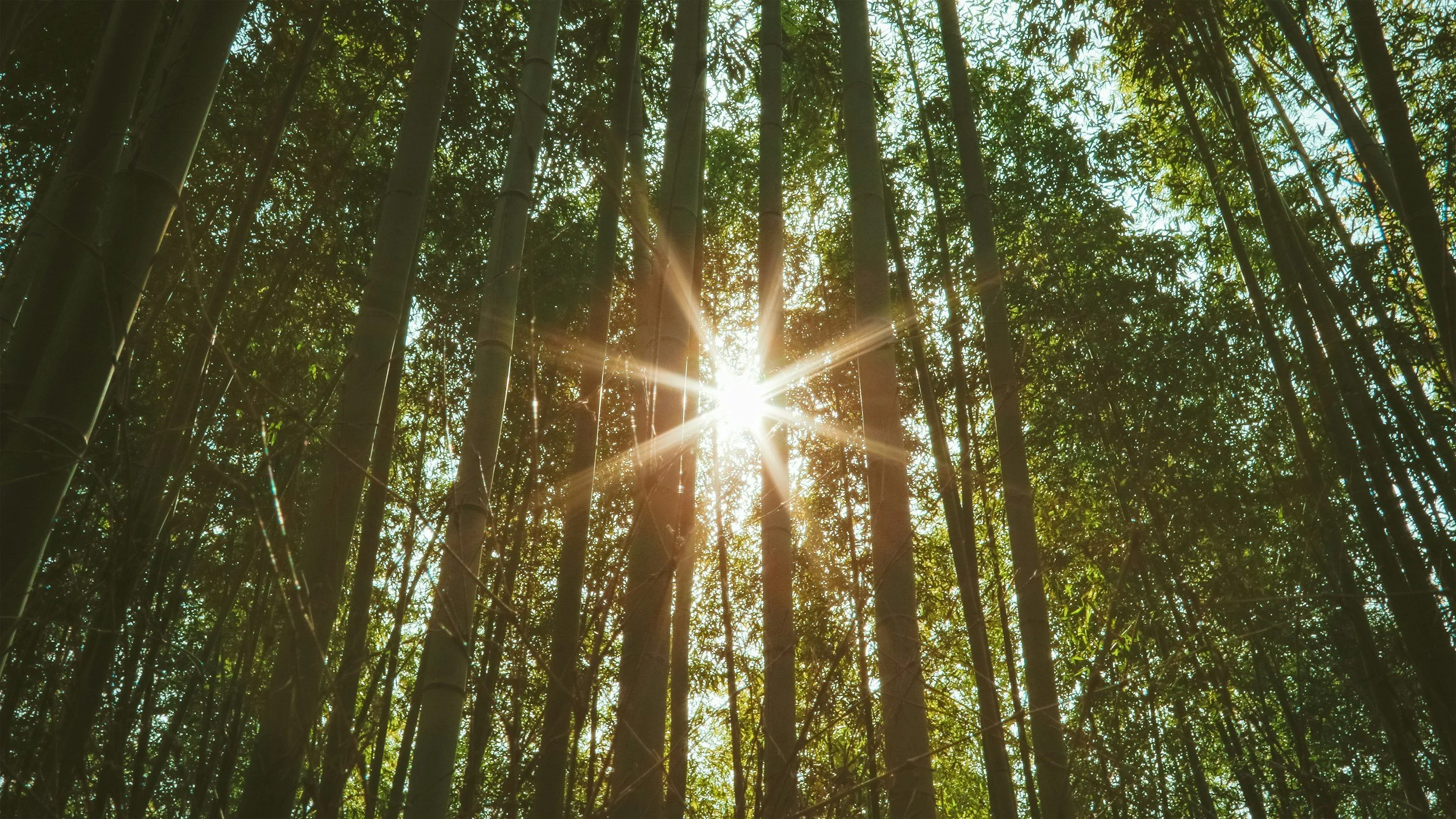 Sunlight shining through a dense bamboo forest with tall bamboo stalks and green leaves.