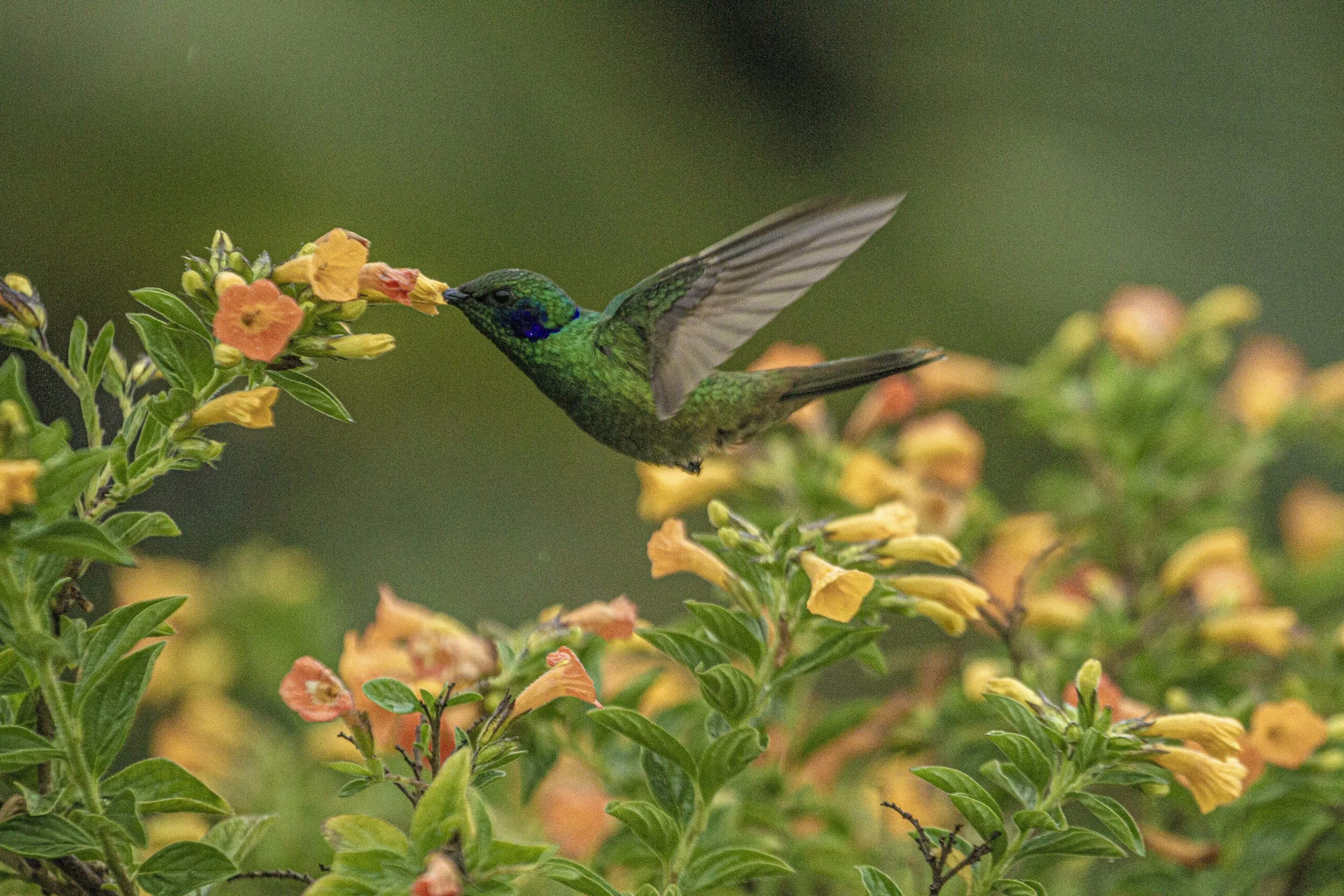 Colorful hummingbird feeding on flowers in a lush garden