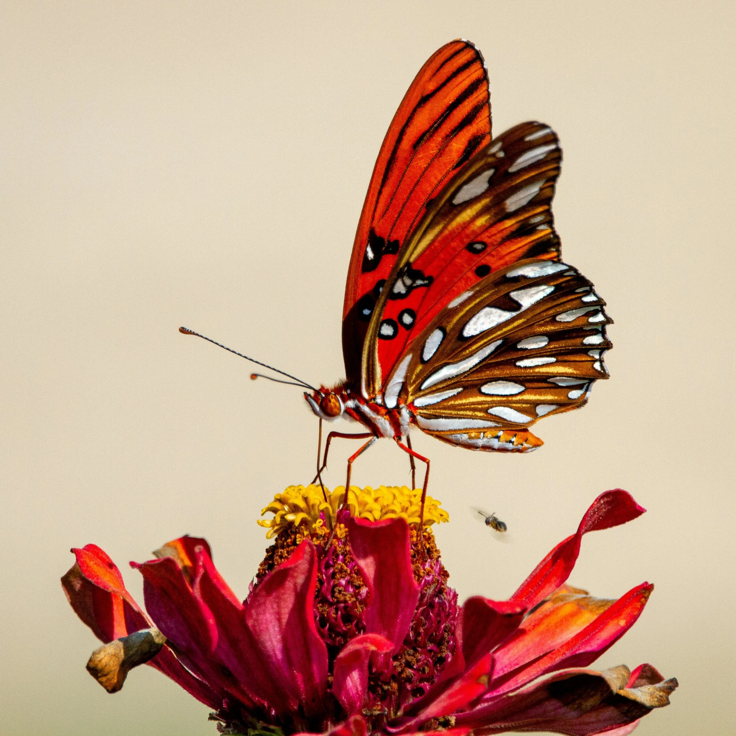 A butterfly with orange, black, white, and brown wings perched on a pink and yellow flower, with a small bee nearby.