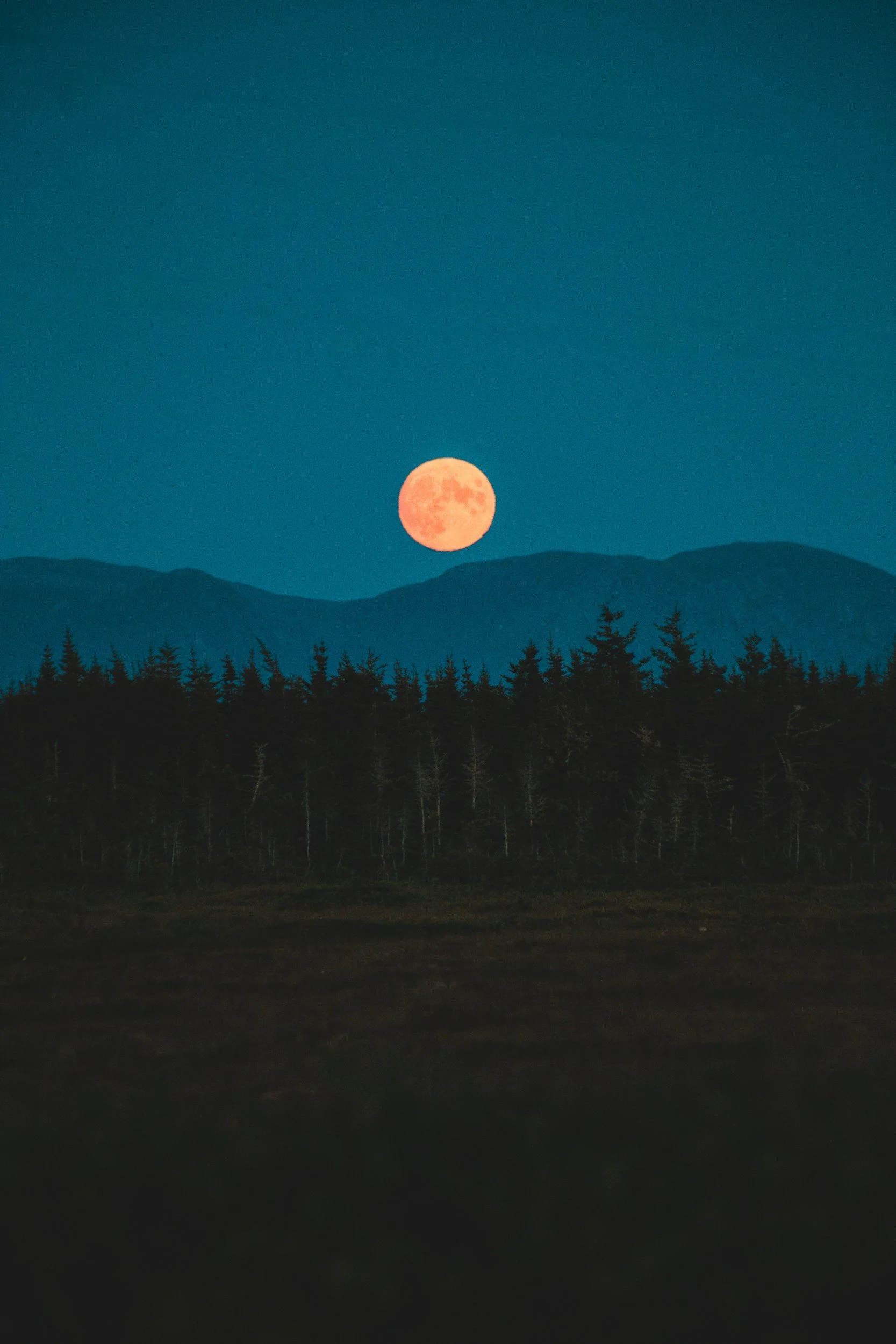 A large, orange full moon rising above silhouetted forest trees with mountain ranges in the background under a clear blue sky.