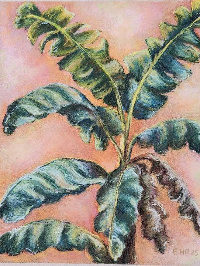 PLATANO.jpg