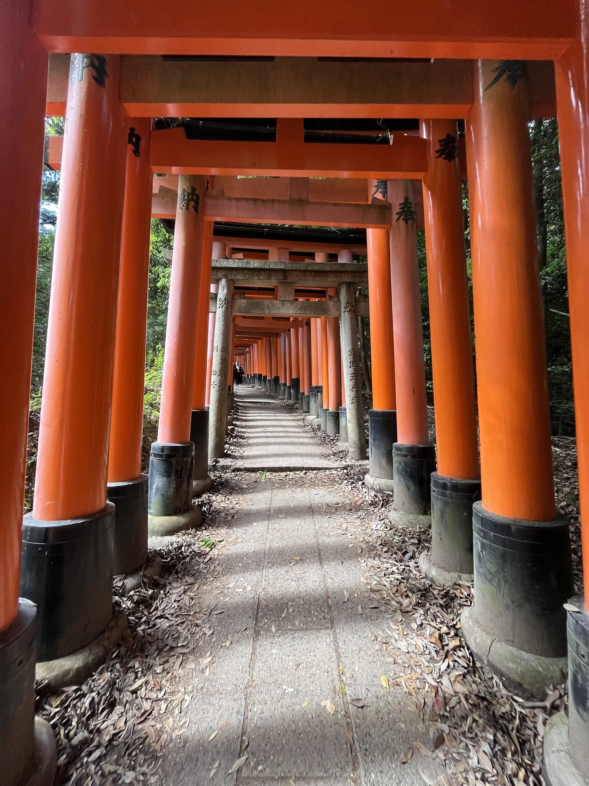 A pathway lined with multiple red torii gates, creating a tunnel-like structure, at a Japanese shrine, with sunlight filtering through and fallen leaves on the ground.