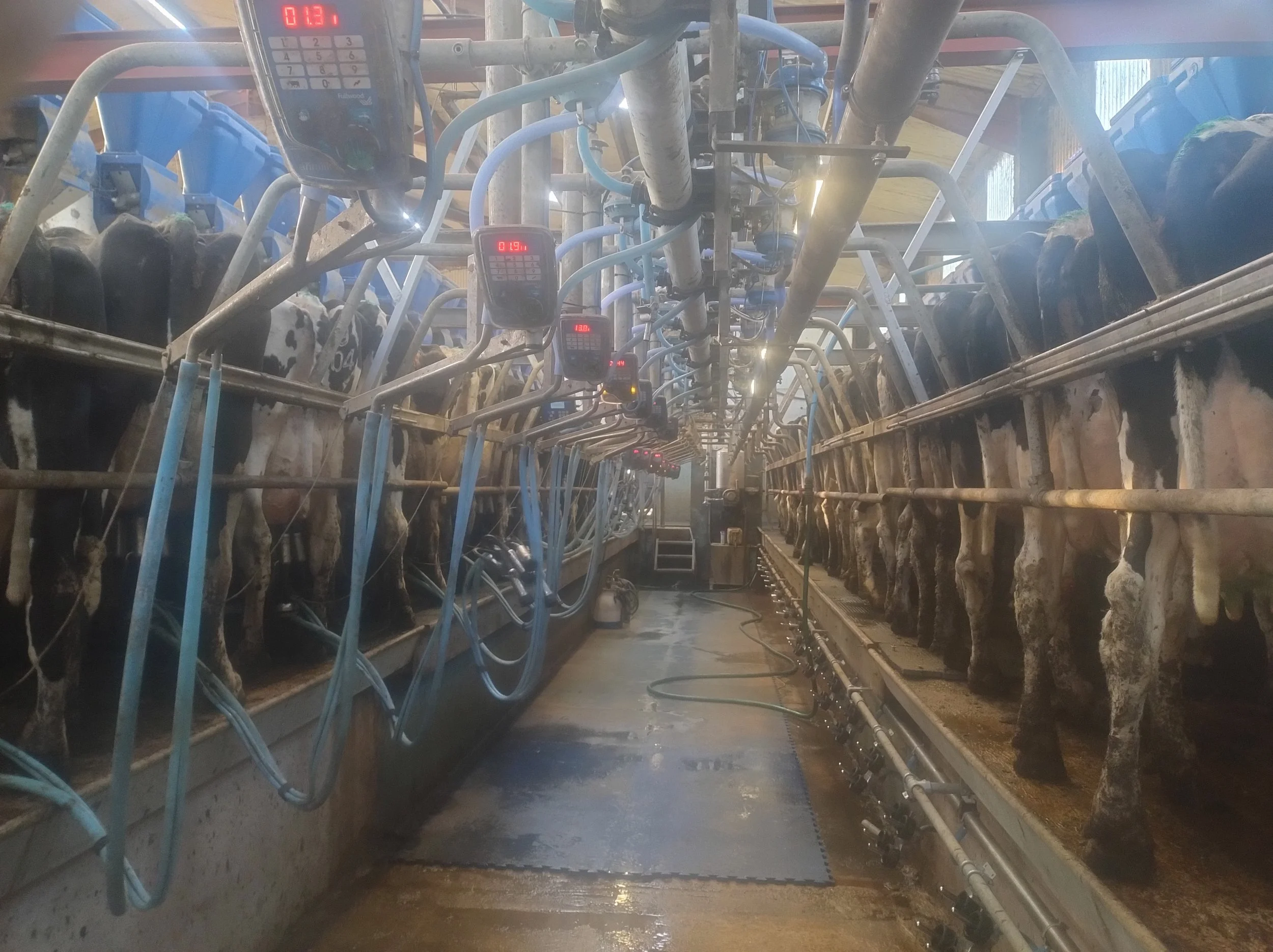 Inside a dairy farm milking parlor with cows lined up on both sides, automated milking machines, and digital control panels overhead.