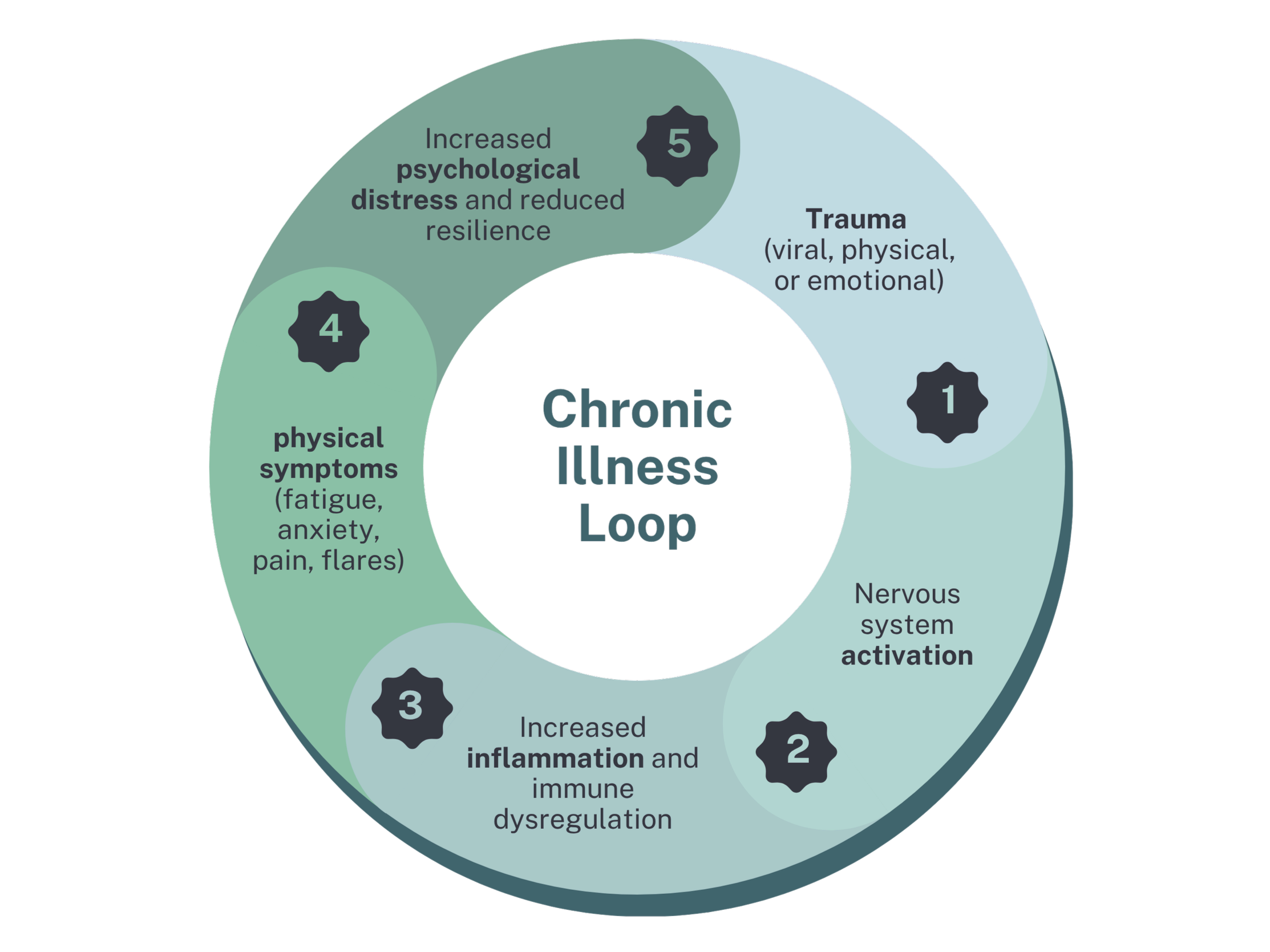 Diagram illustrating the chronic illness loop showing trauma, nervous system activation, inflammation, physical symptoms, and psychological distress.