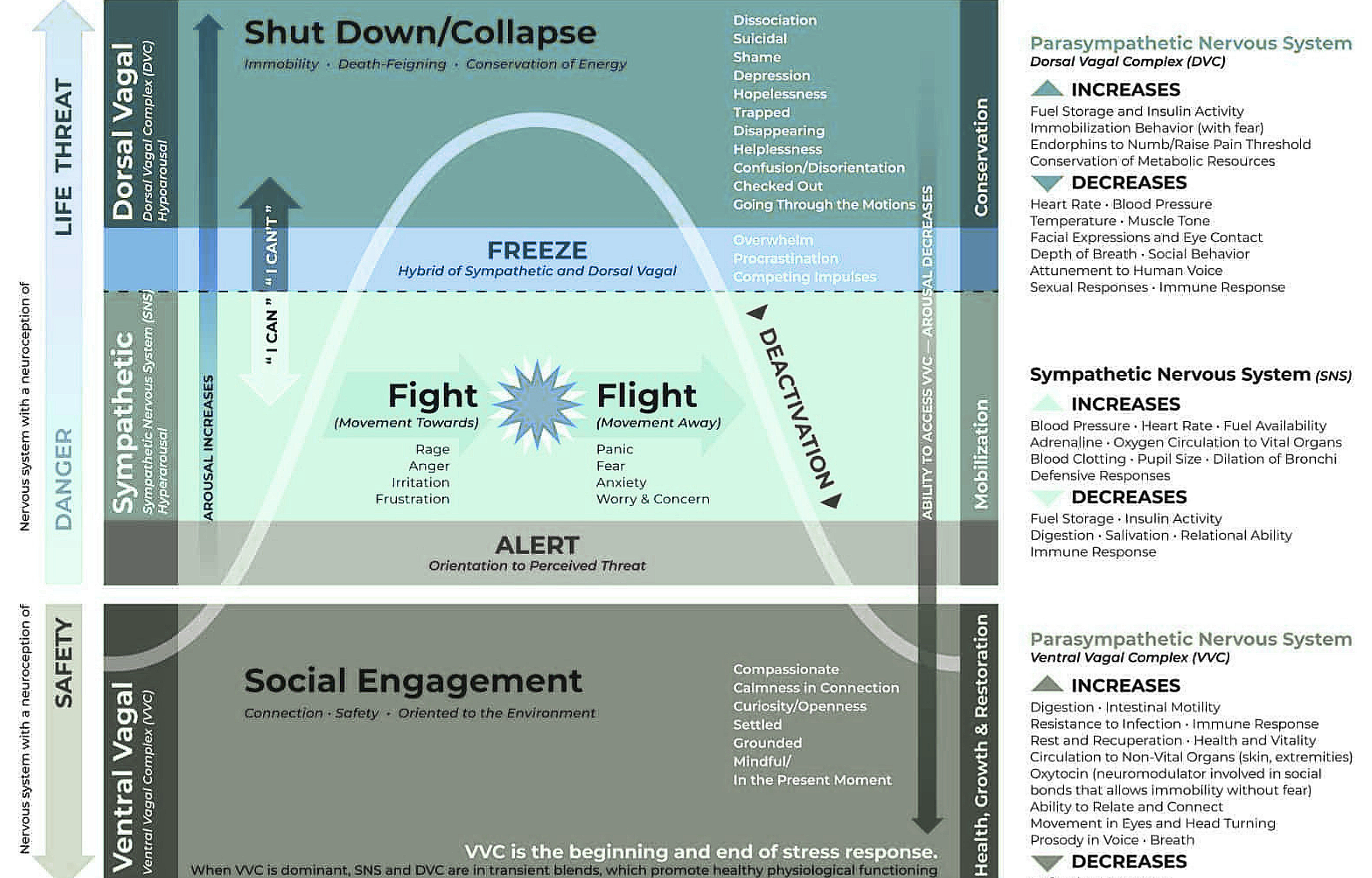 Diagram showing the autonomic nervous system with sections on life threat, danger, safety, shutdown/collapse, and engagement, including effects on the sympathetic and parasympathetic nervous systems, and concepts like fight or flight, freeze, and social engagement.