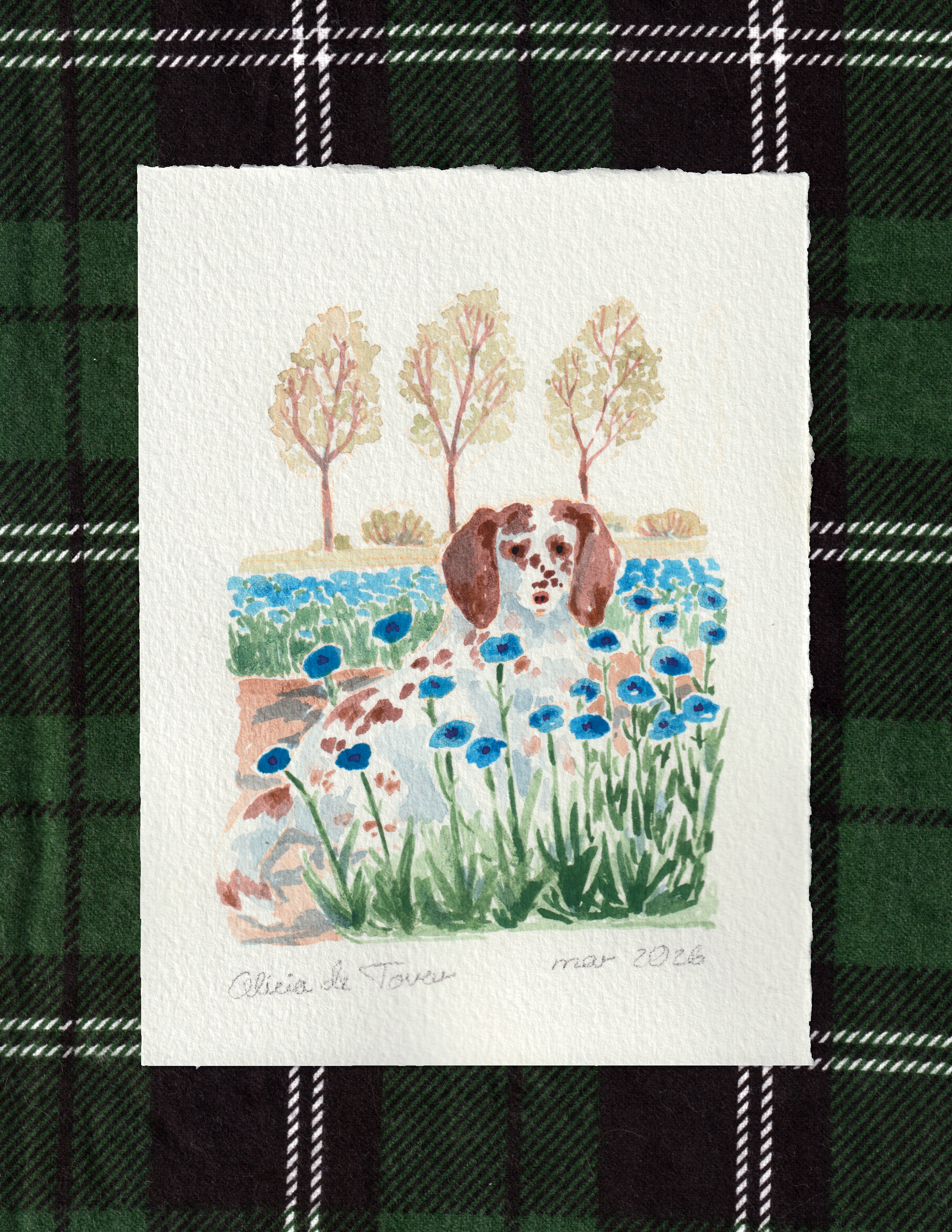 flower field strolls.png