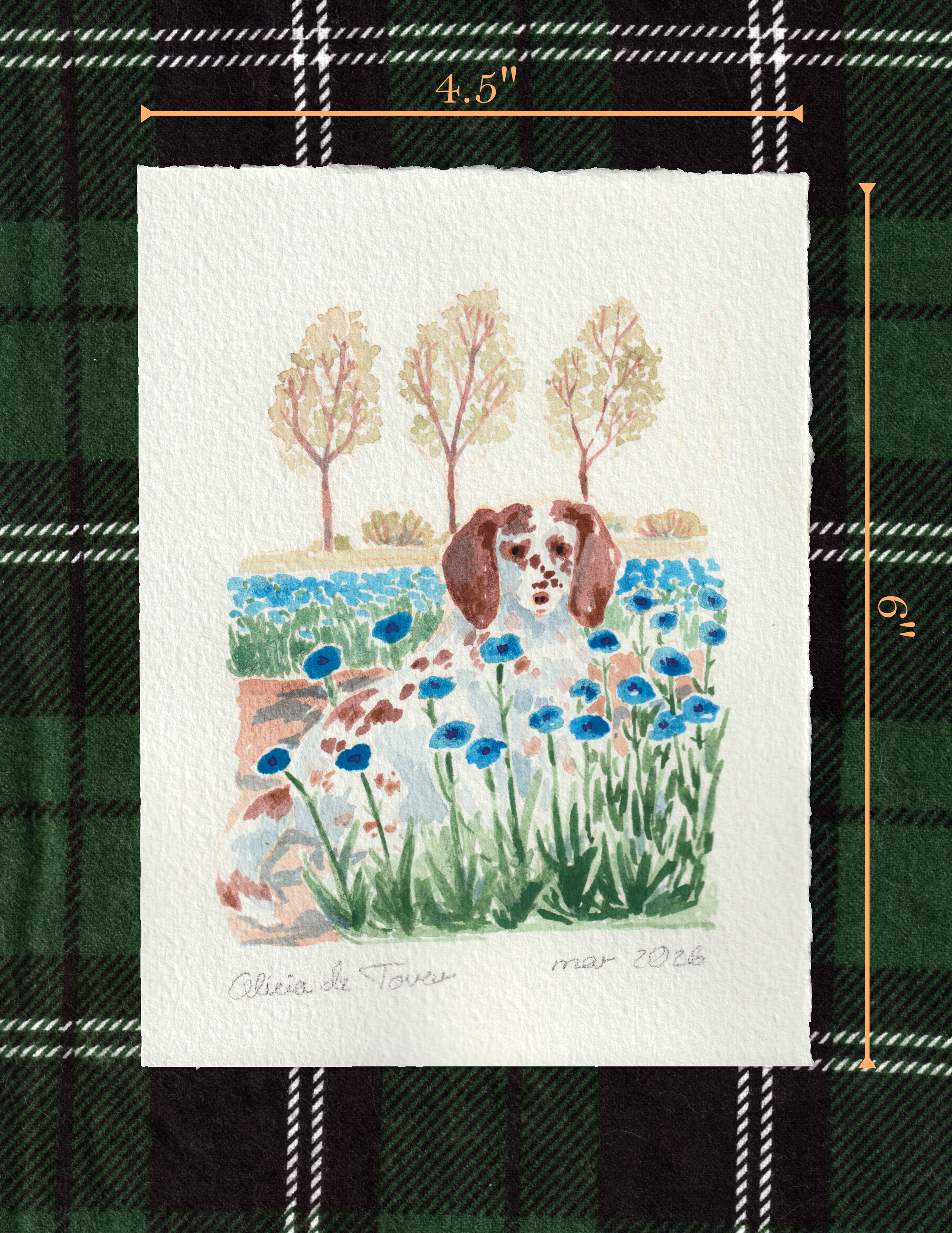 flower field strolls_medidas.png