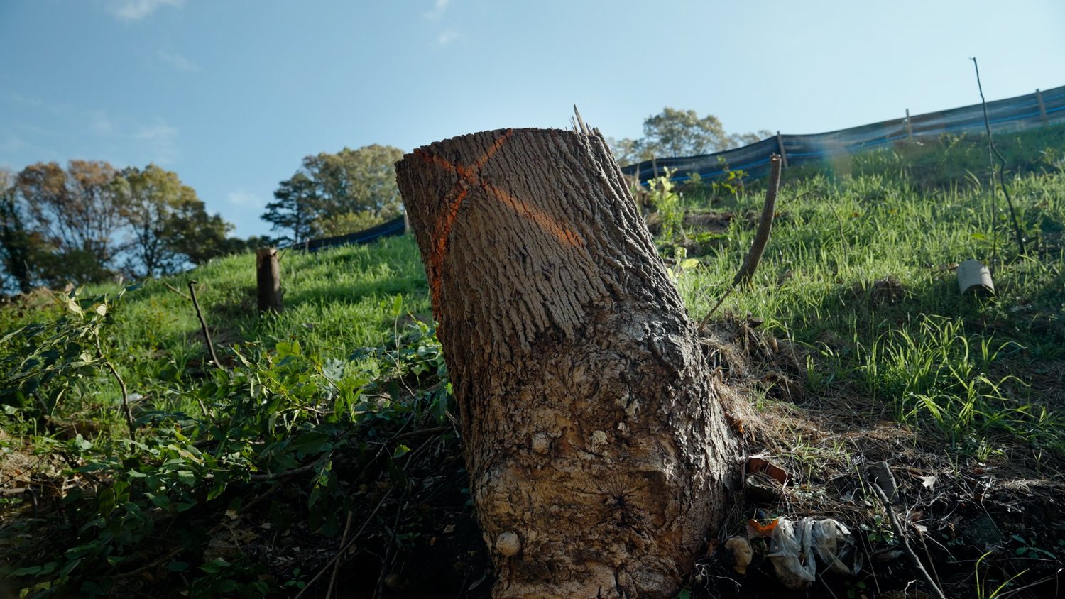 Tree Economy The Tree Economy