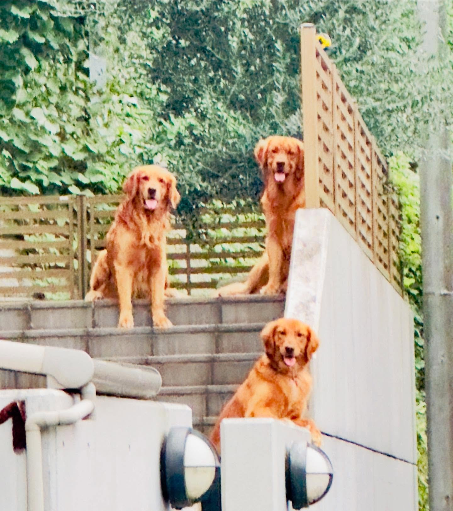 These three felt bad I went on a walk without them lol