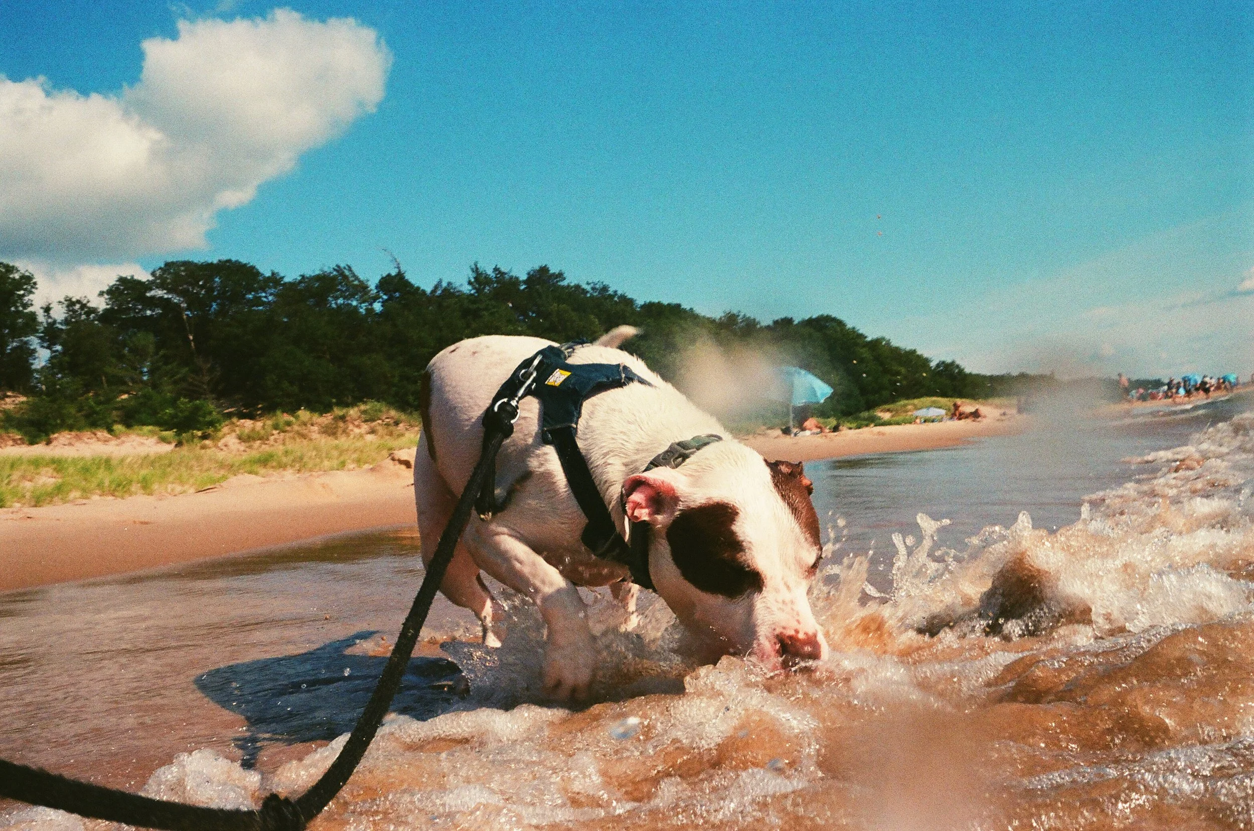 frannie beach cc.jpg