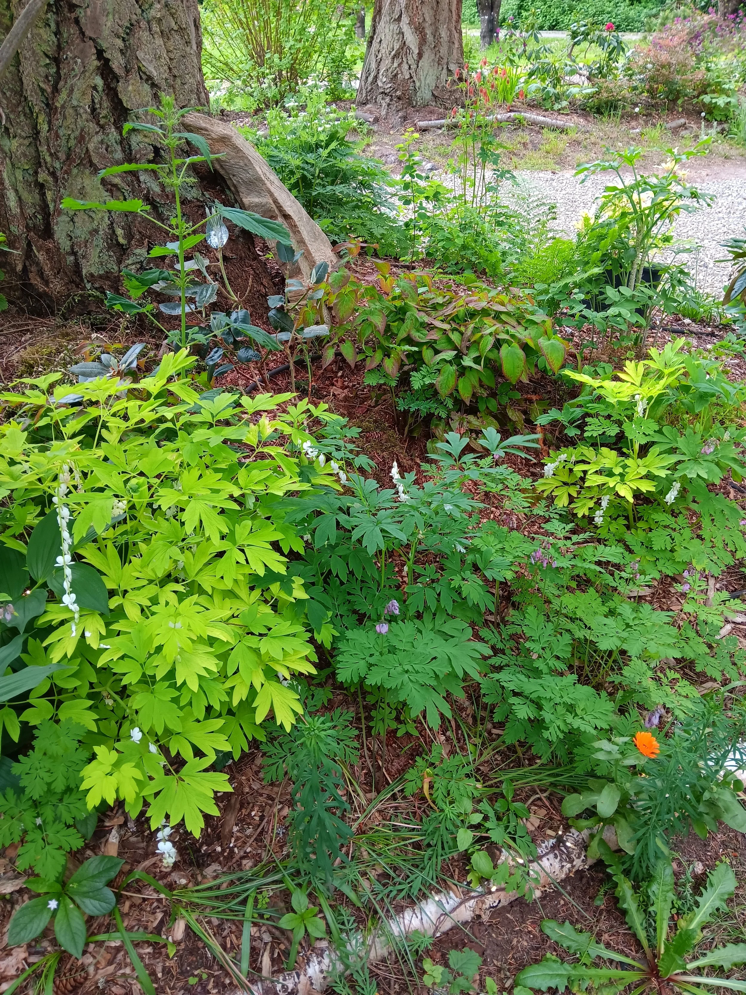 20250514_180647.jpg