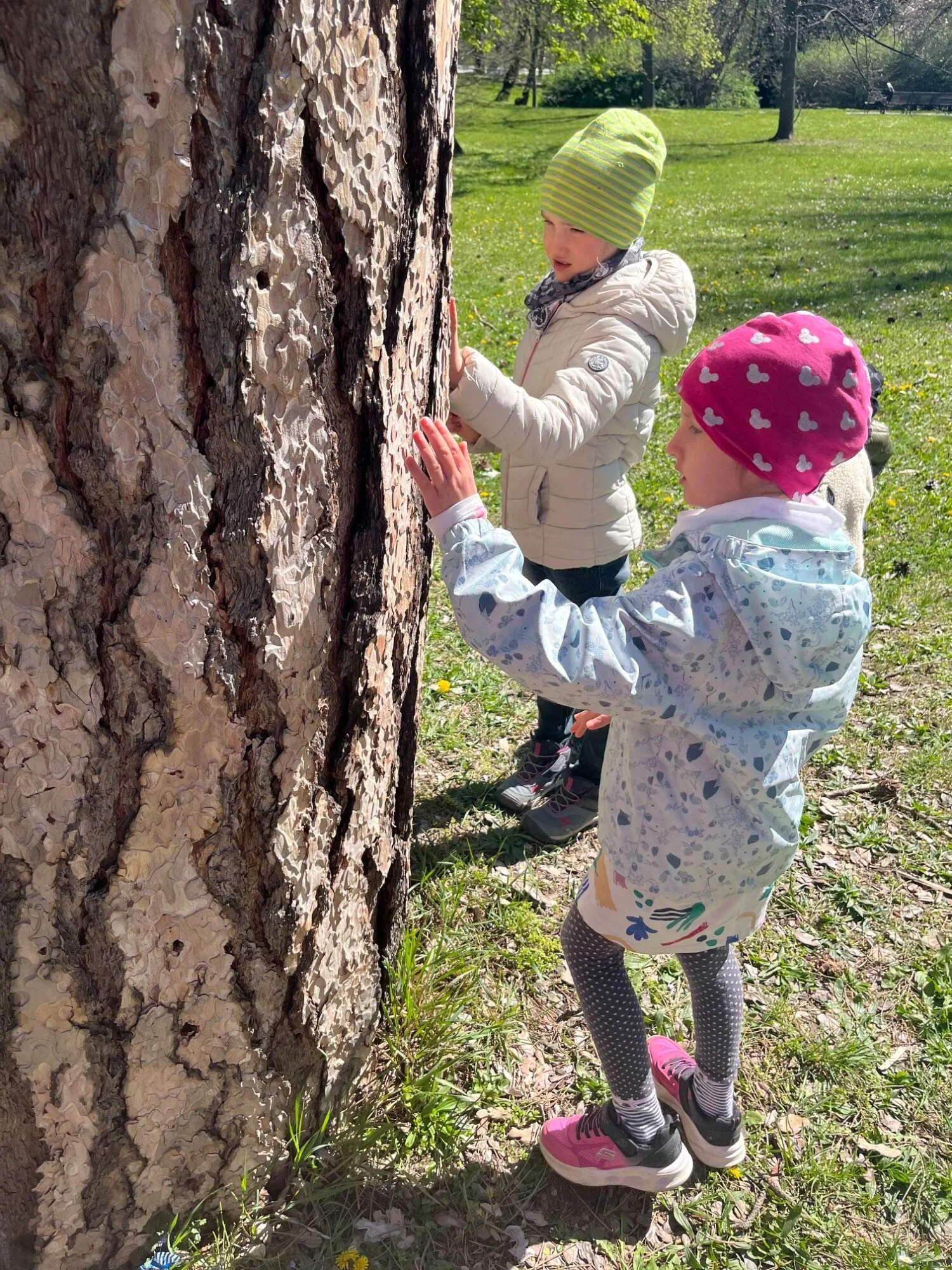 Two young girls dressed in jackets and colorful hats, exploring a large tree in a park on a sunny day.