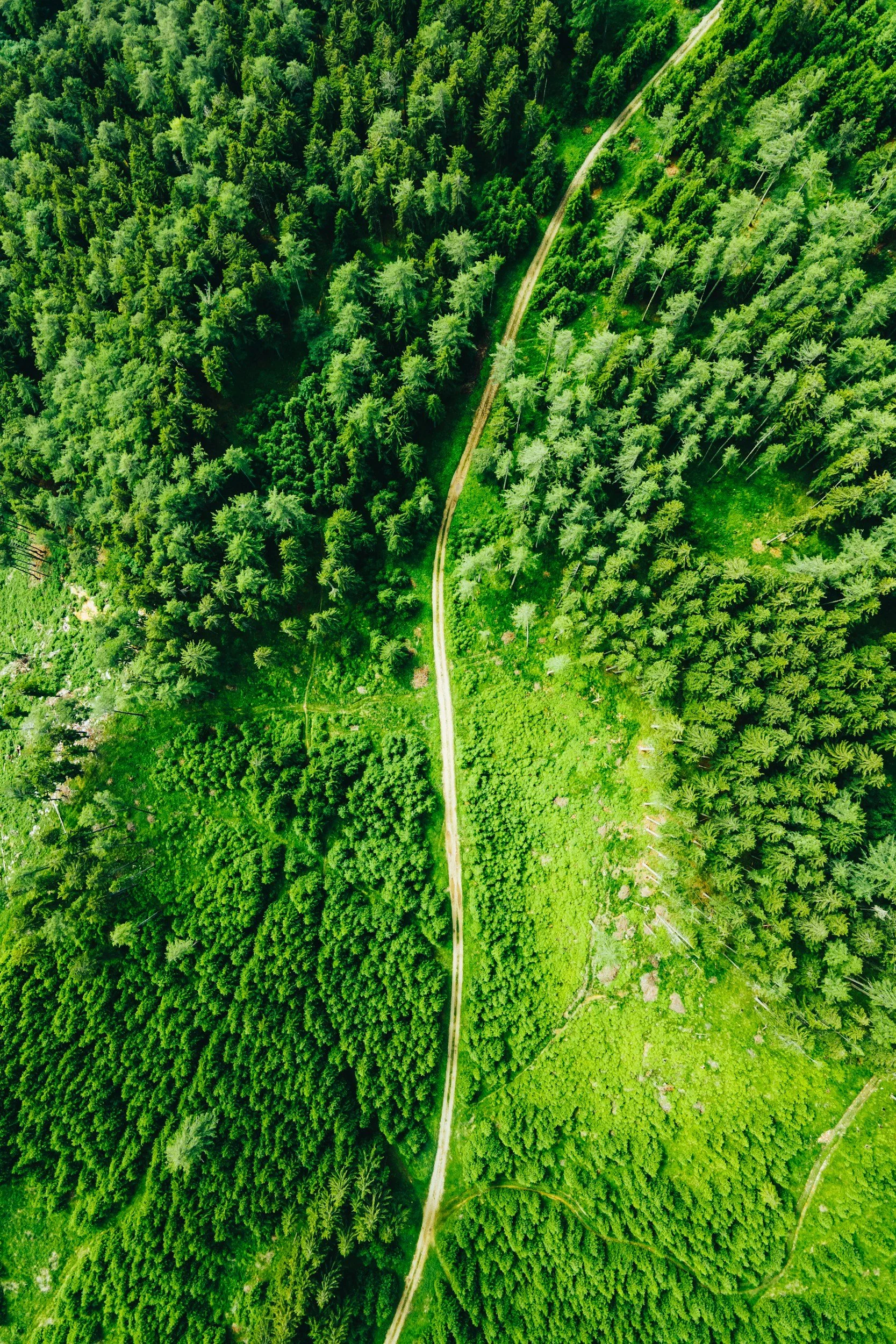 An aerial view of a lush green forest with a winding dirt trail running through it.