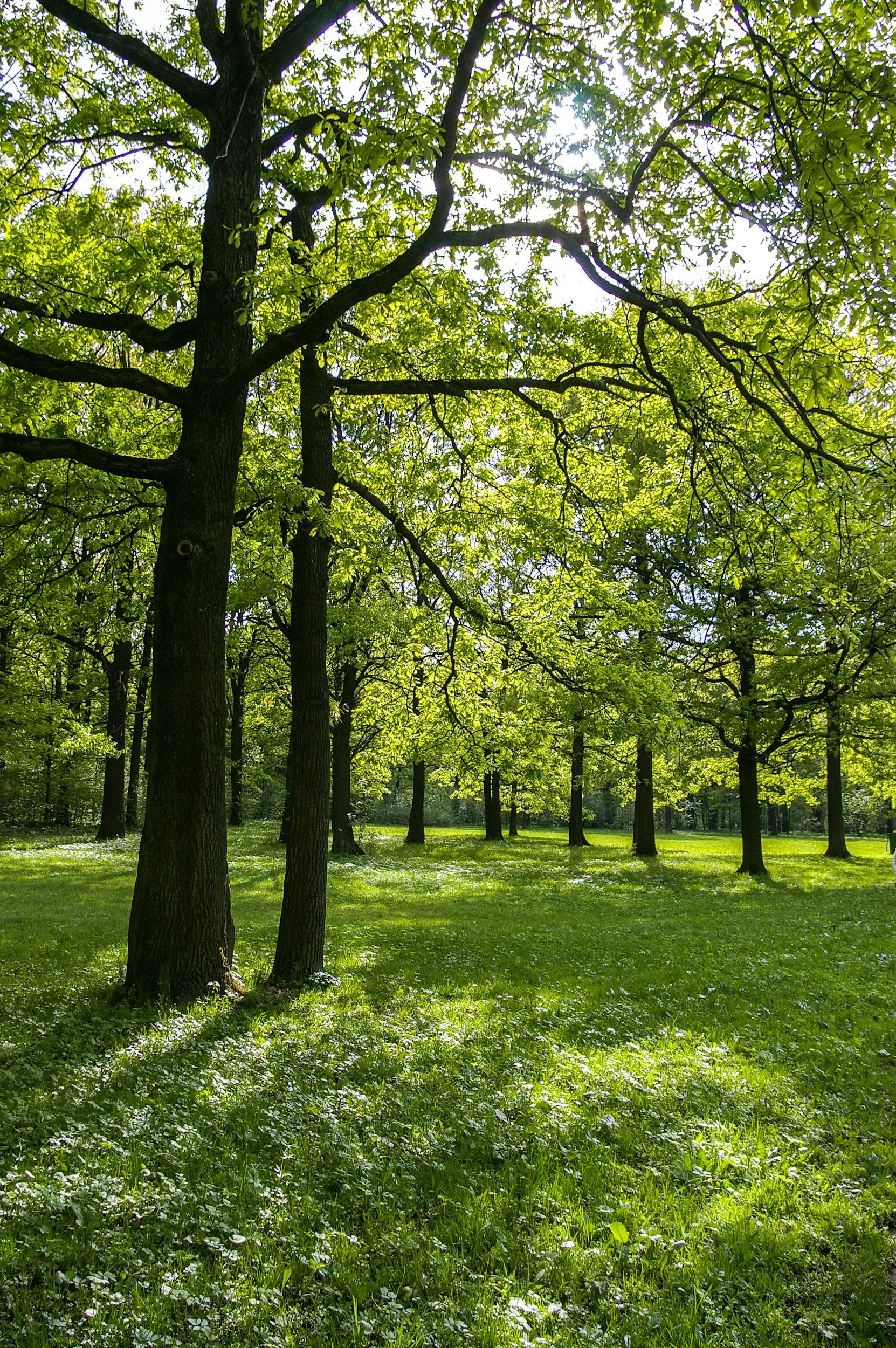 A lush green park with tall trees and sunlight filtering through the leaves.