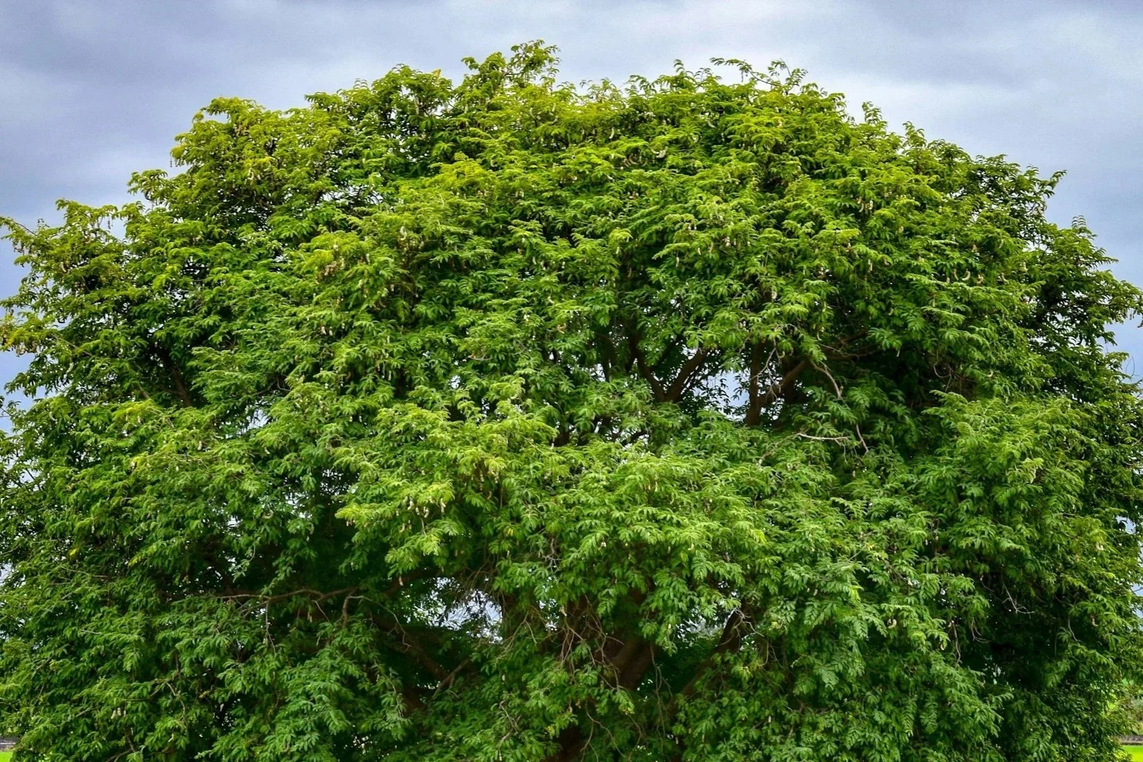 A lush green tree with dense foliage against a cloudy sky.