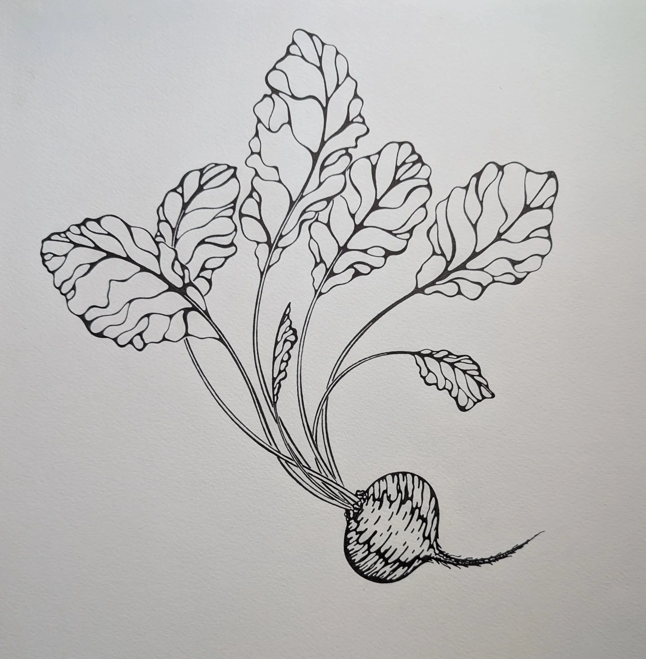 Beet, 2015
Black ink on watercolor paper
16 x 16”
