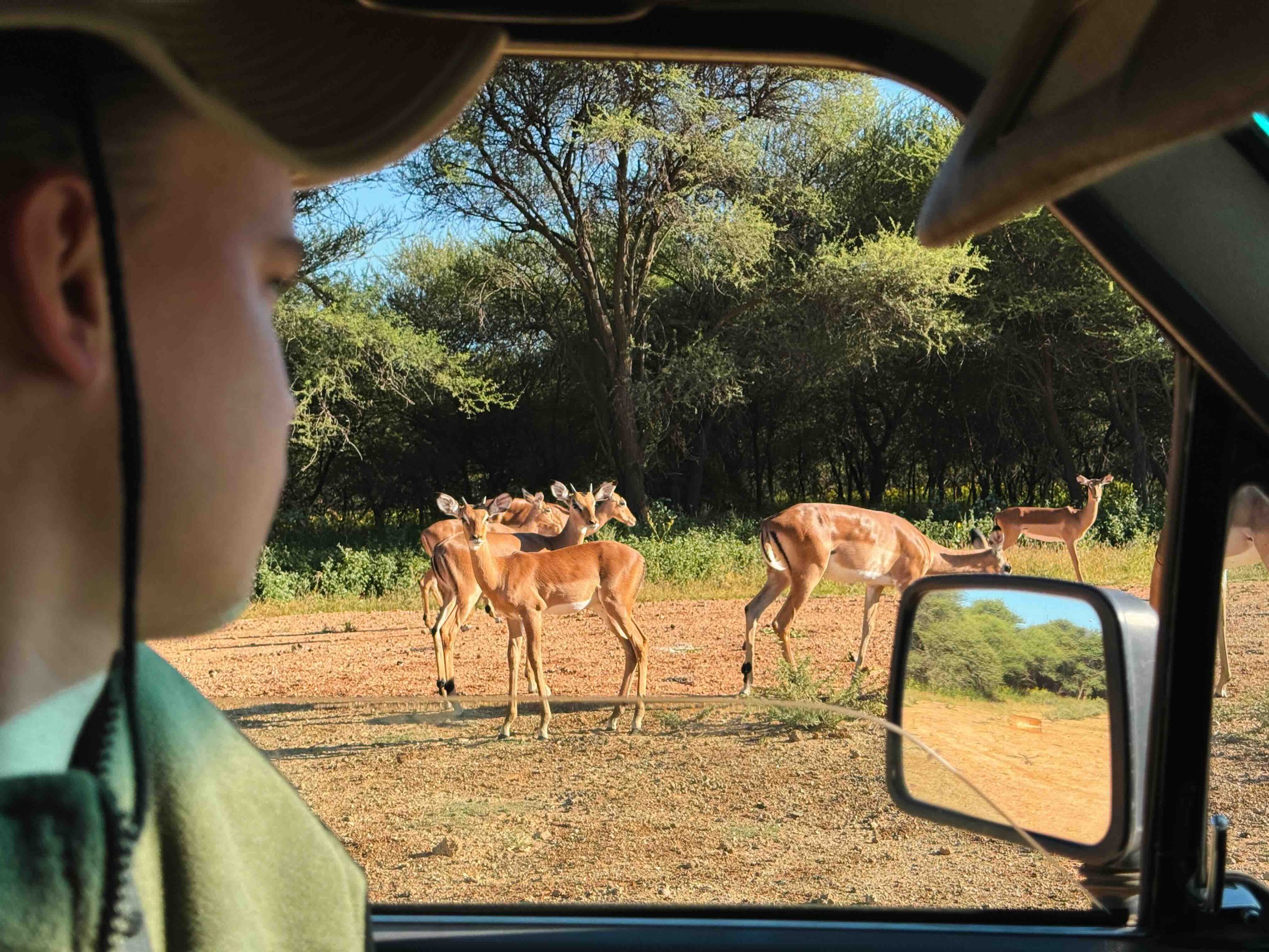 Gaborone Game Reserve in Botswana with impalas out of the car view