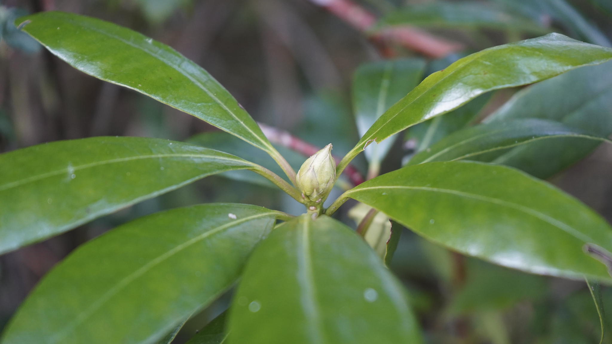 Green plant with glossy leaves and a small, closed bud at the center.