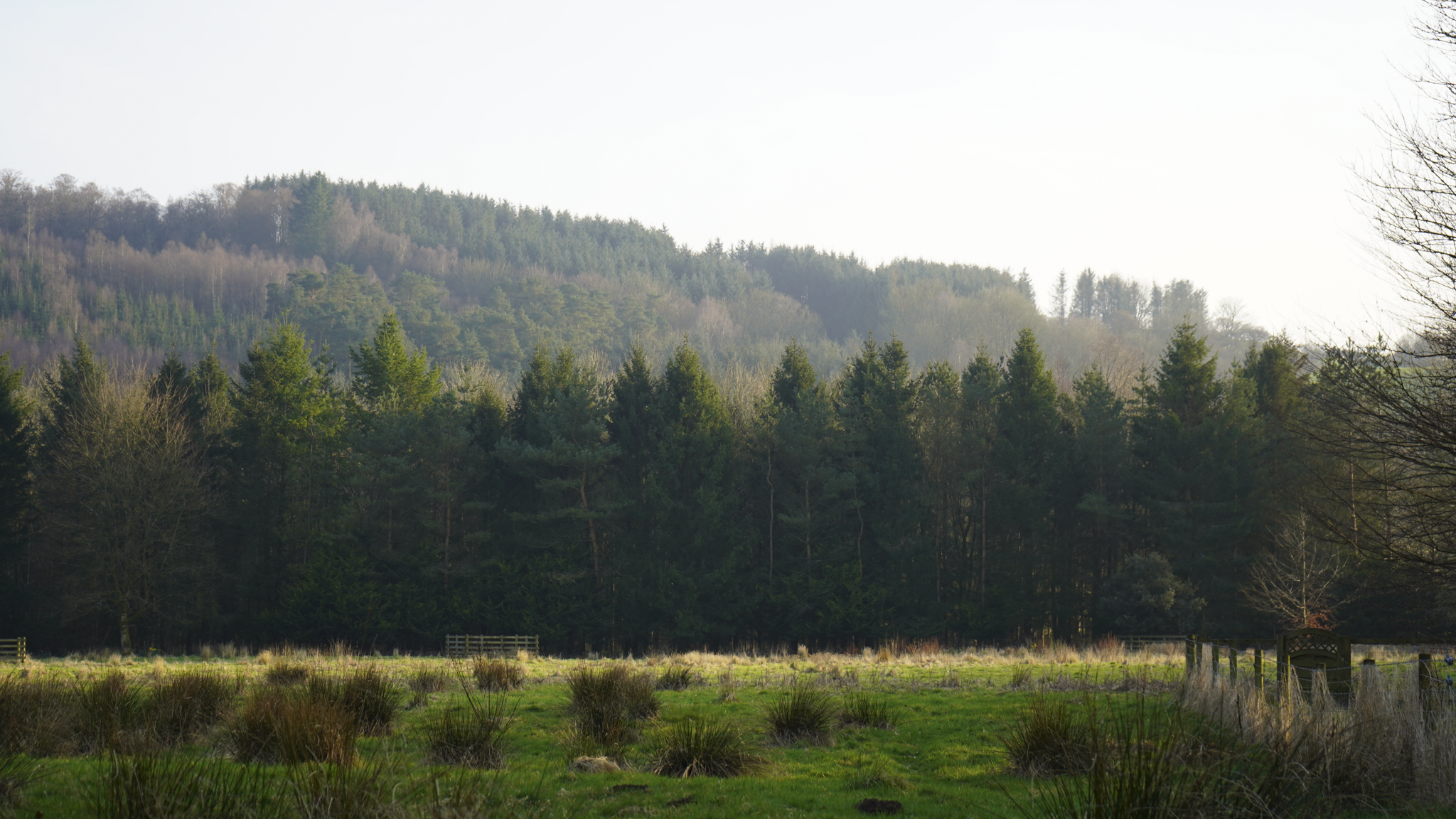 A scenic landscape of a lush green field with bushes, and a dense forest of pine trees in the background under a clear sky.