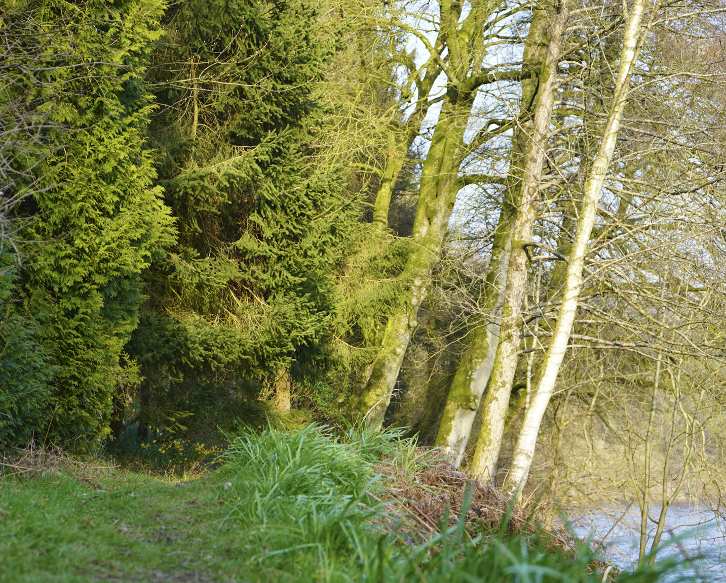 A nature scene with a green grassy area in the foreground, a large evergreen tree on the left, and several leafless trees leaning toward a body of water in the background.