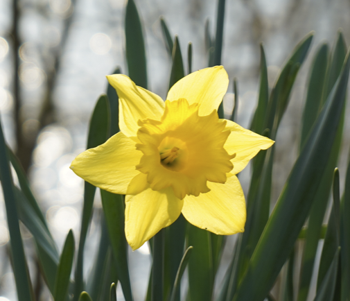 Wild Places, Safe Spaces - Spring