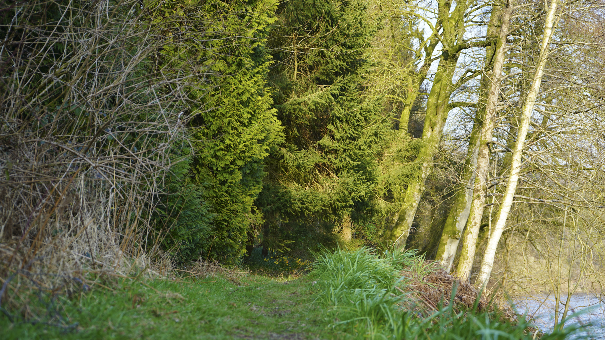 A scenic pathway through a forested area with tall trees and lush green grass, adjacent to a body of water.