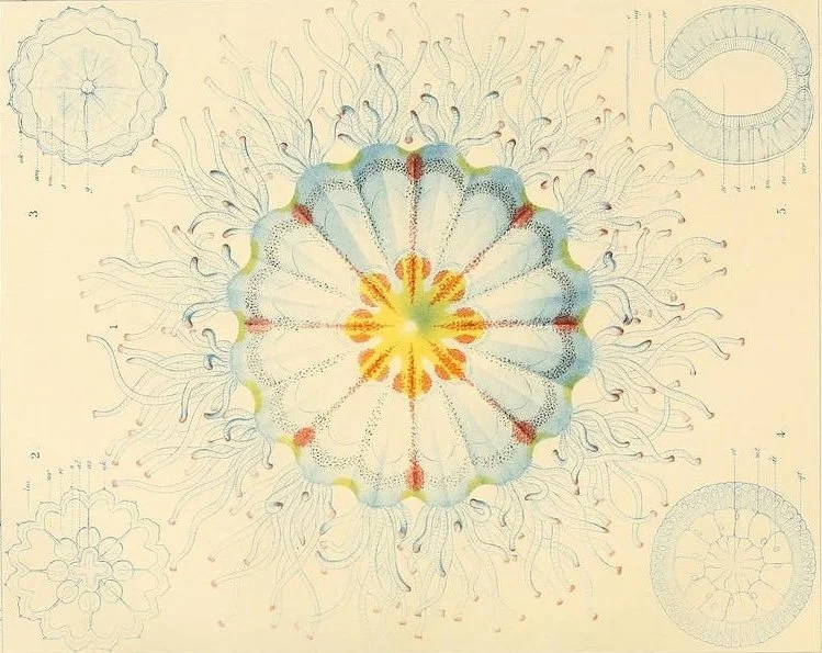 Colored botanical illustration showing a central flower with surrounding detailed schematic drawings of different plant parts on a light background.