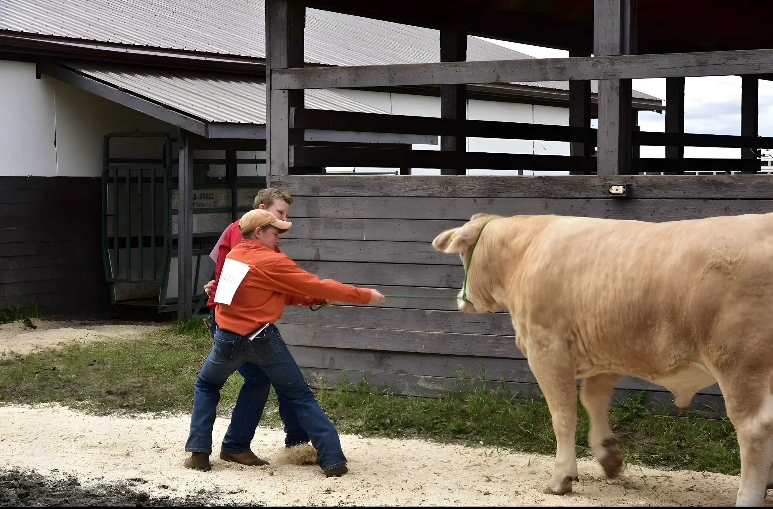 Two boys are pulling on a rope tied to a cow at a farm or rural location.