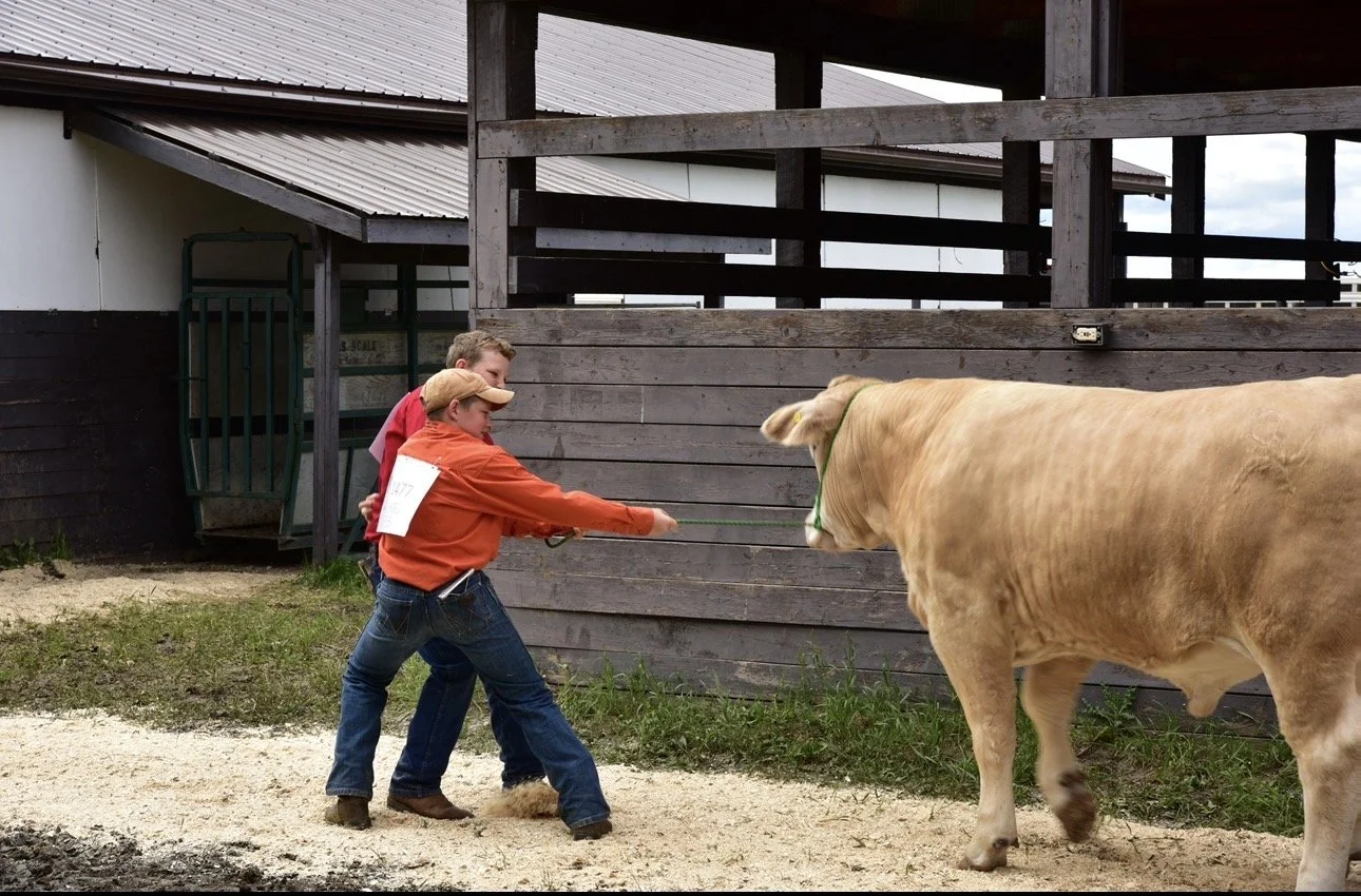 Two boys are pulling on a rope tied to a cow at a farm or rural location.