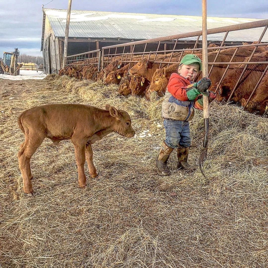 A young boy holding a pitchfork on a farm standing next to a small calf, with a line of cows eating hay in the background near a barn and farm equipment.